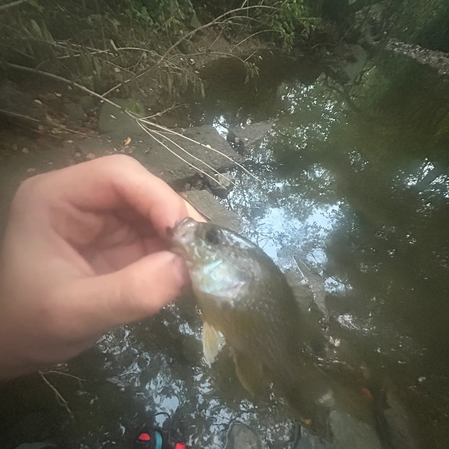 Green sunfish caught on Fishbrain