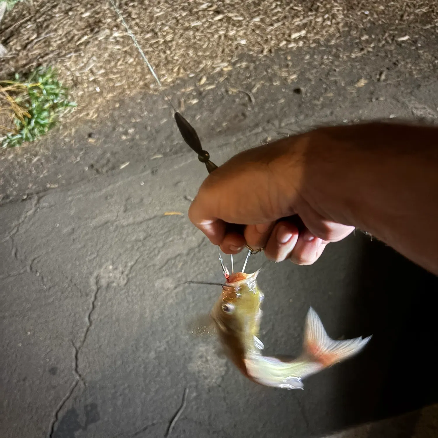 catch