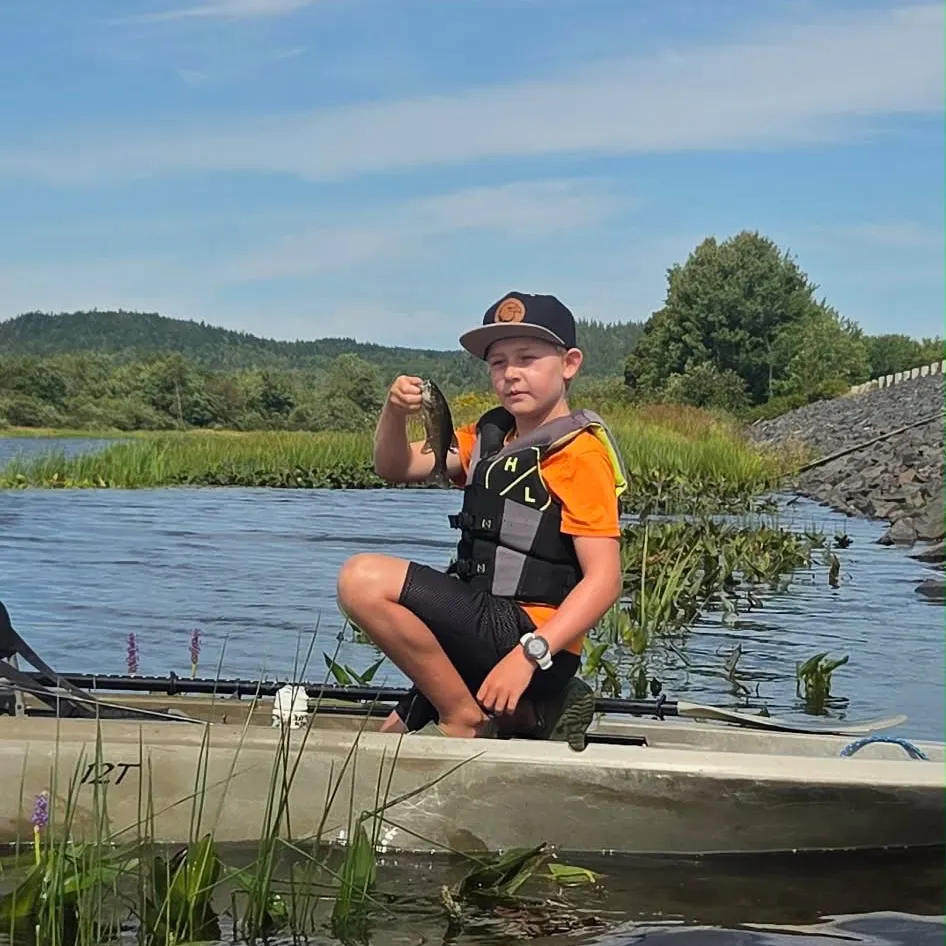 Smallmouth bass caught on Fishbrain