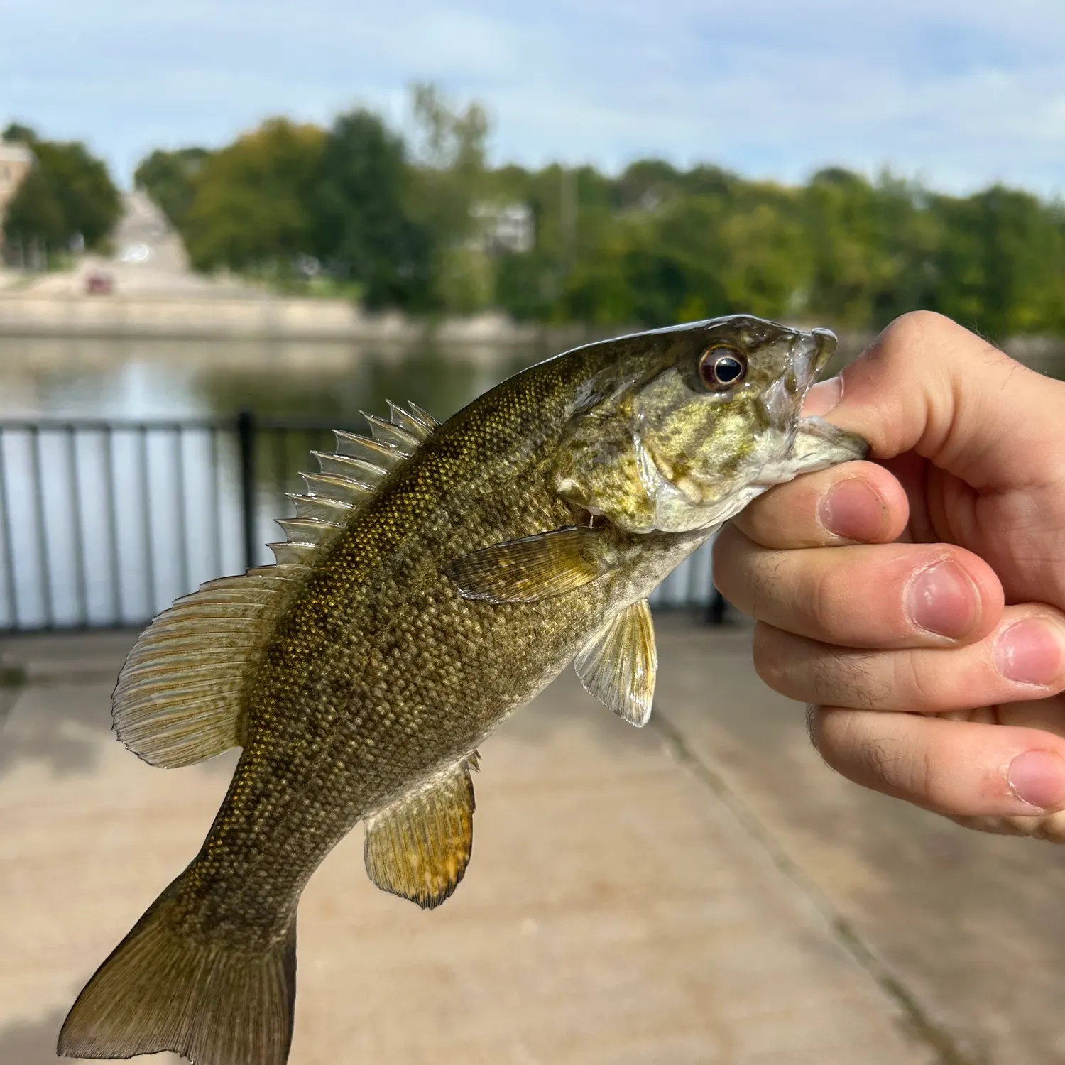 Smallmouth bass caught on Fishbrain
