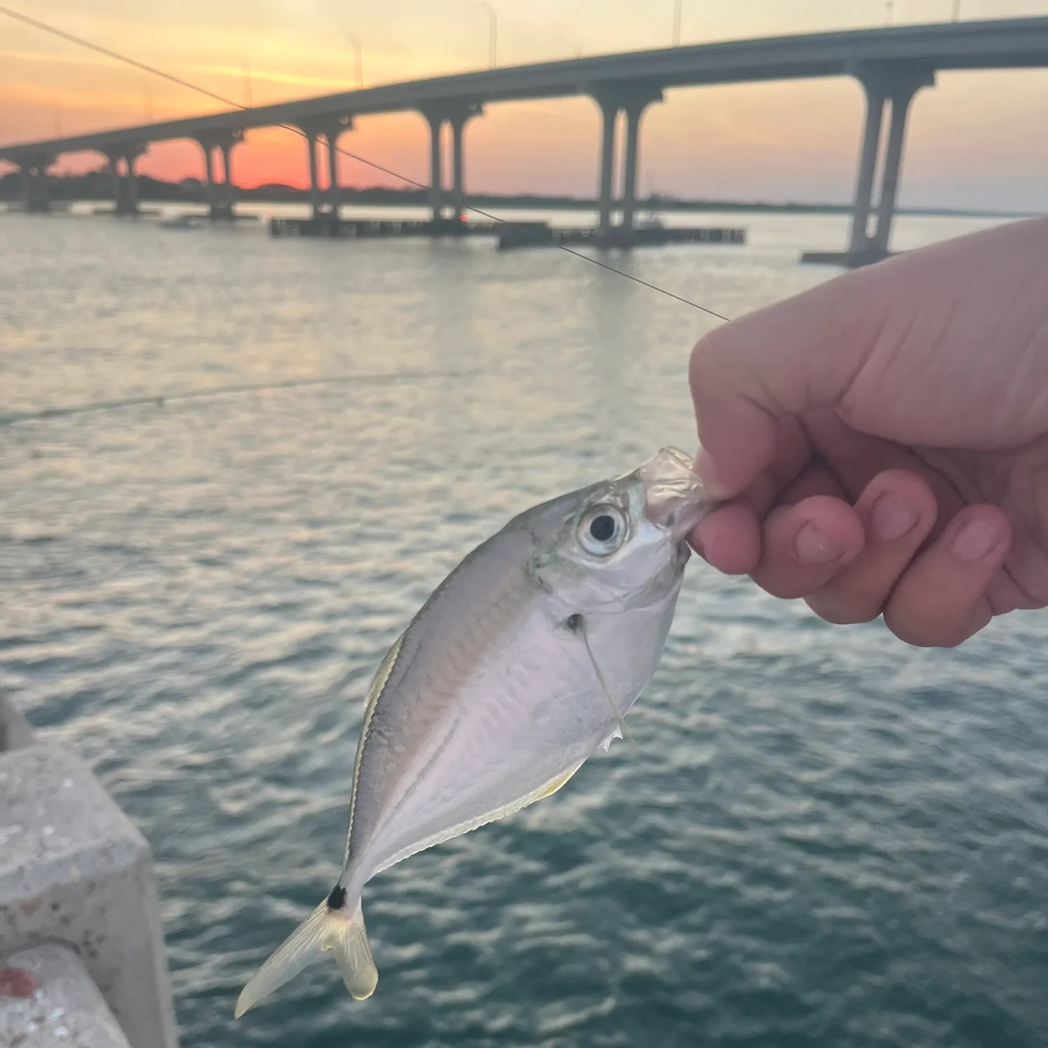 most liked catch image