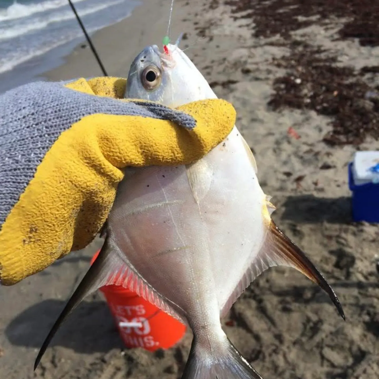 The most recent Palometa catches on Fishbrain