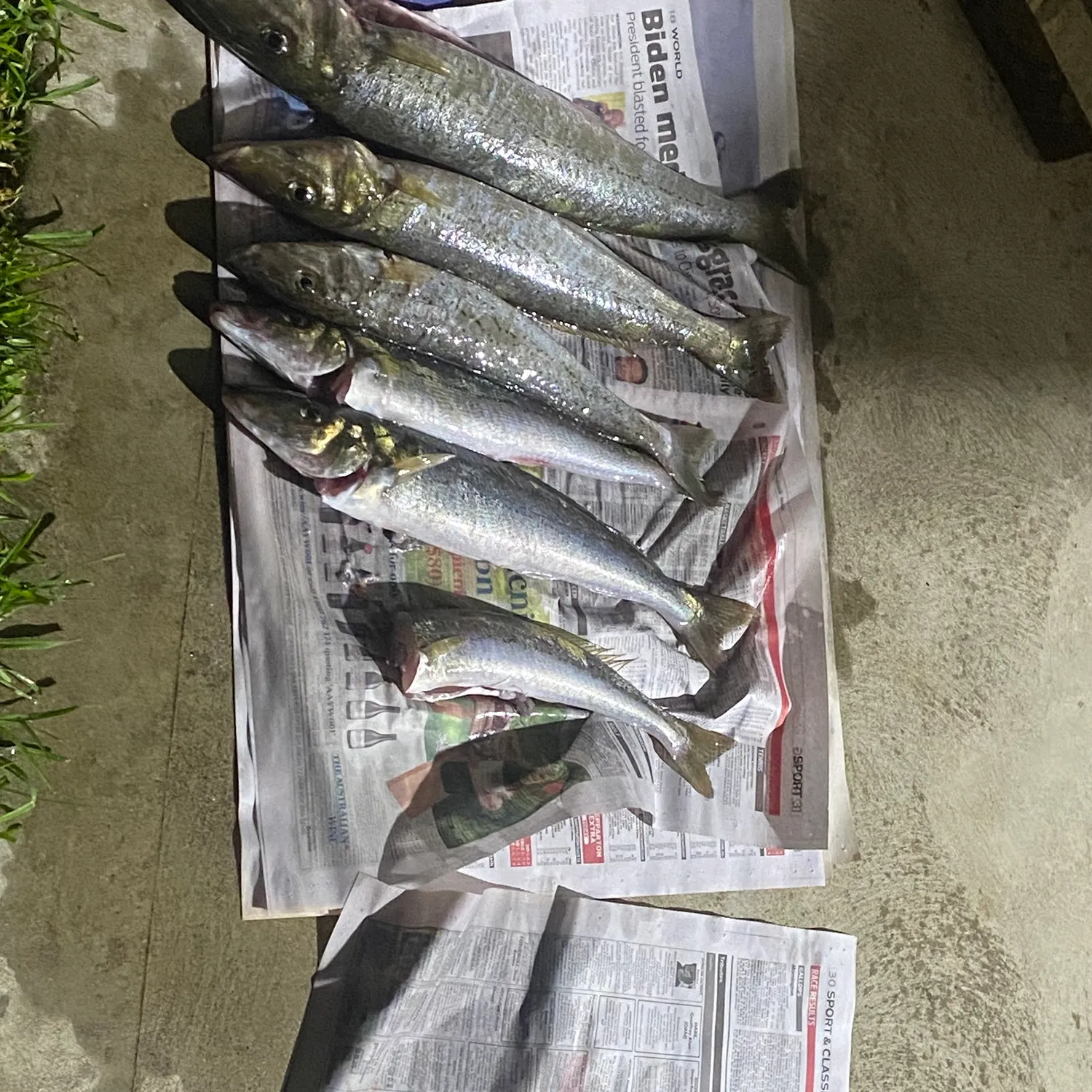 recently logged catches
