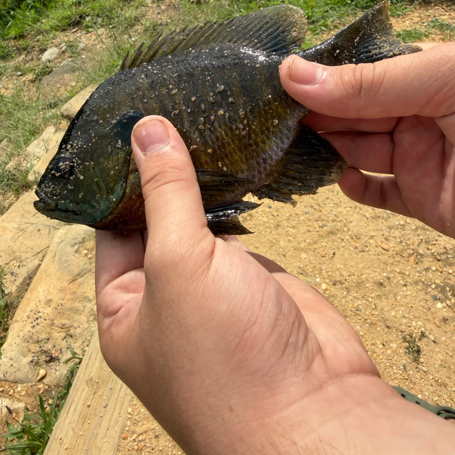Bluegill caught on Fishbrain