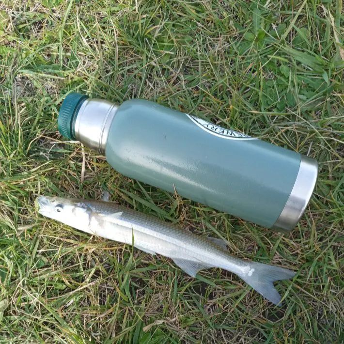 The most recent Argentinian silverside catches on Fishbrain