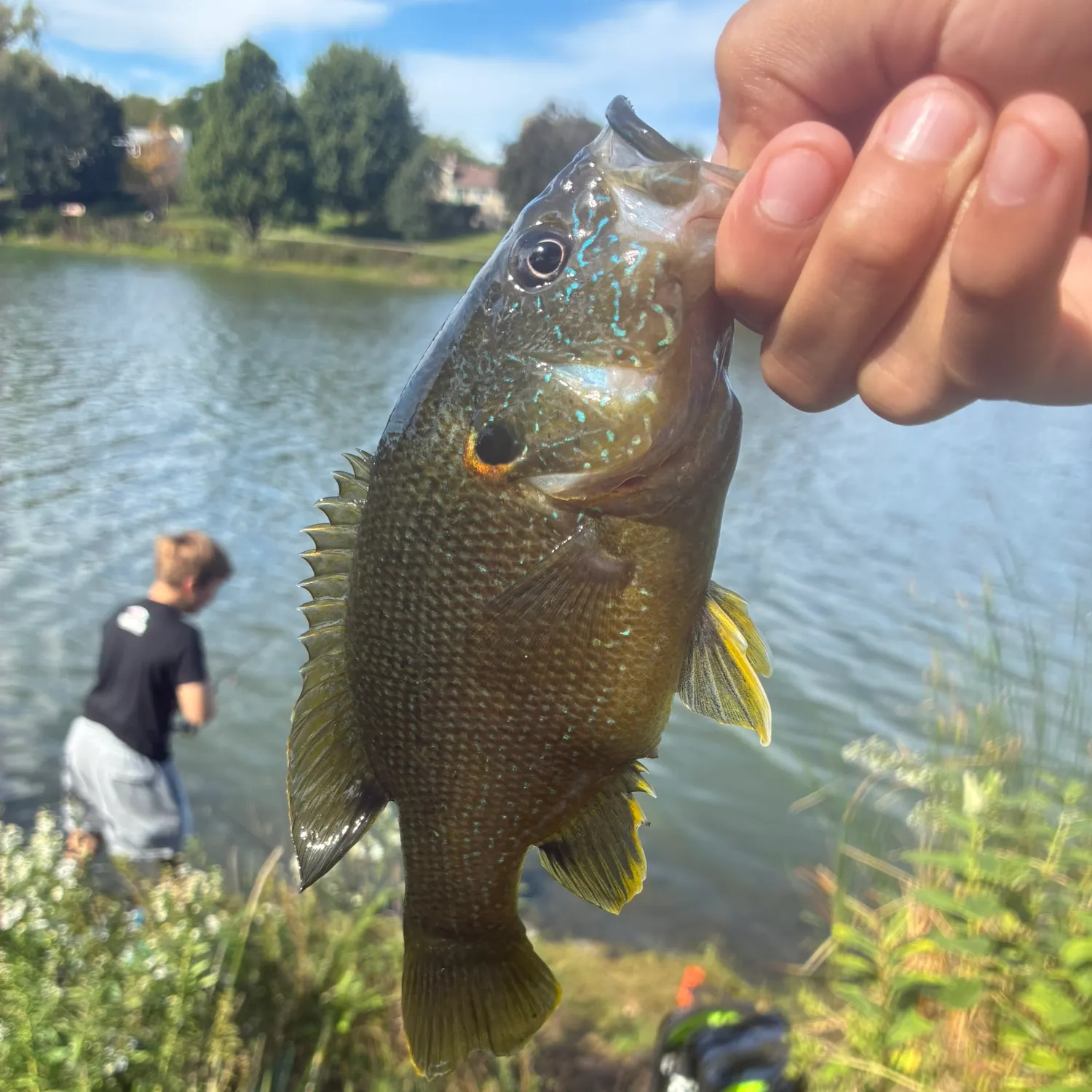 Green sunfish caught on Fishbrain