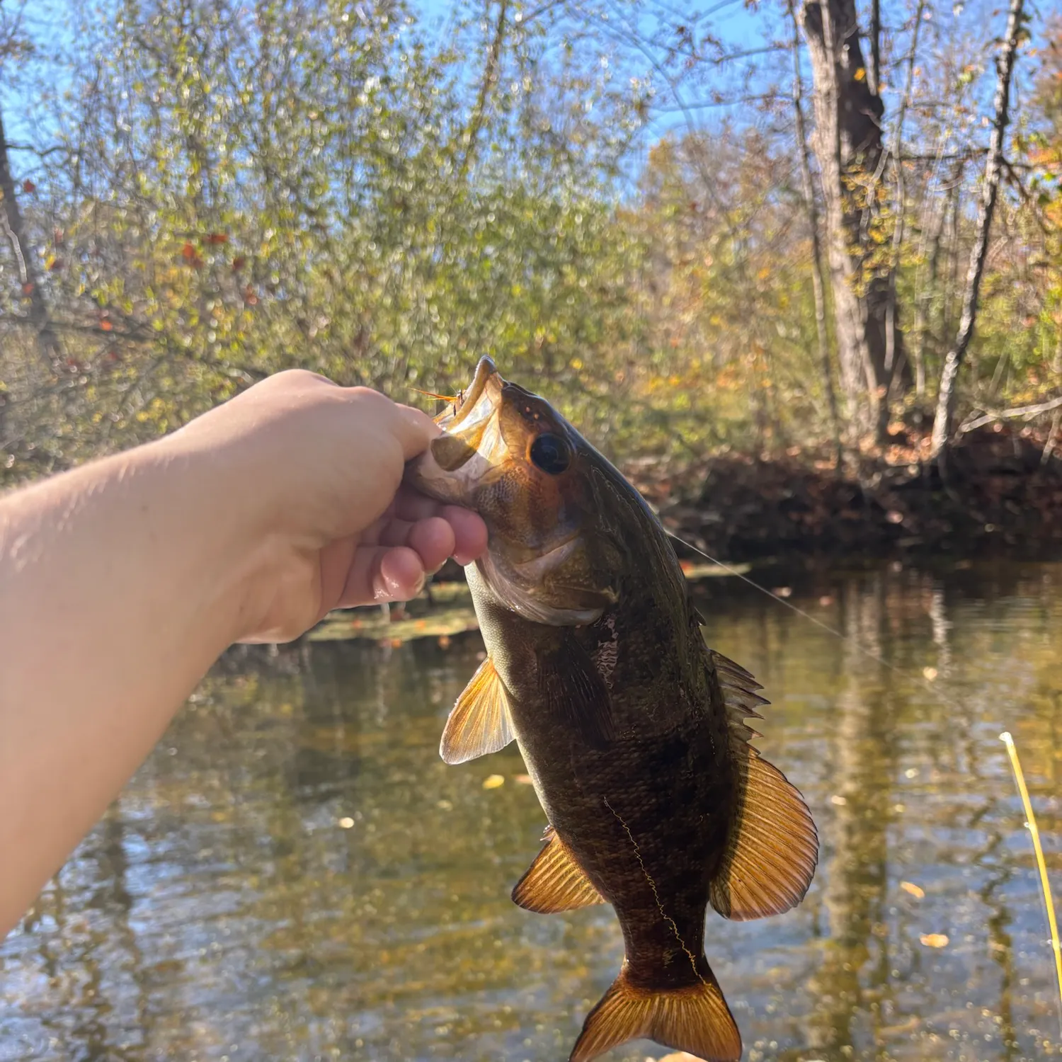 Smallmouth bass caught on Fishbrain