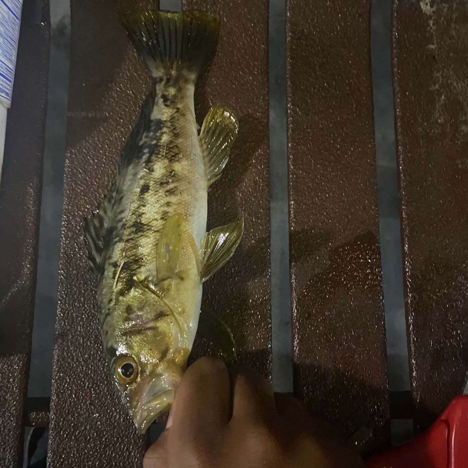 Kelp bass caught on Fishbrain