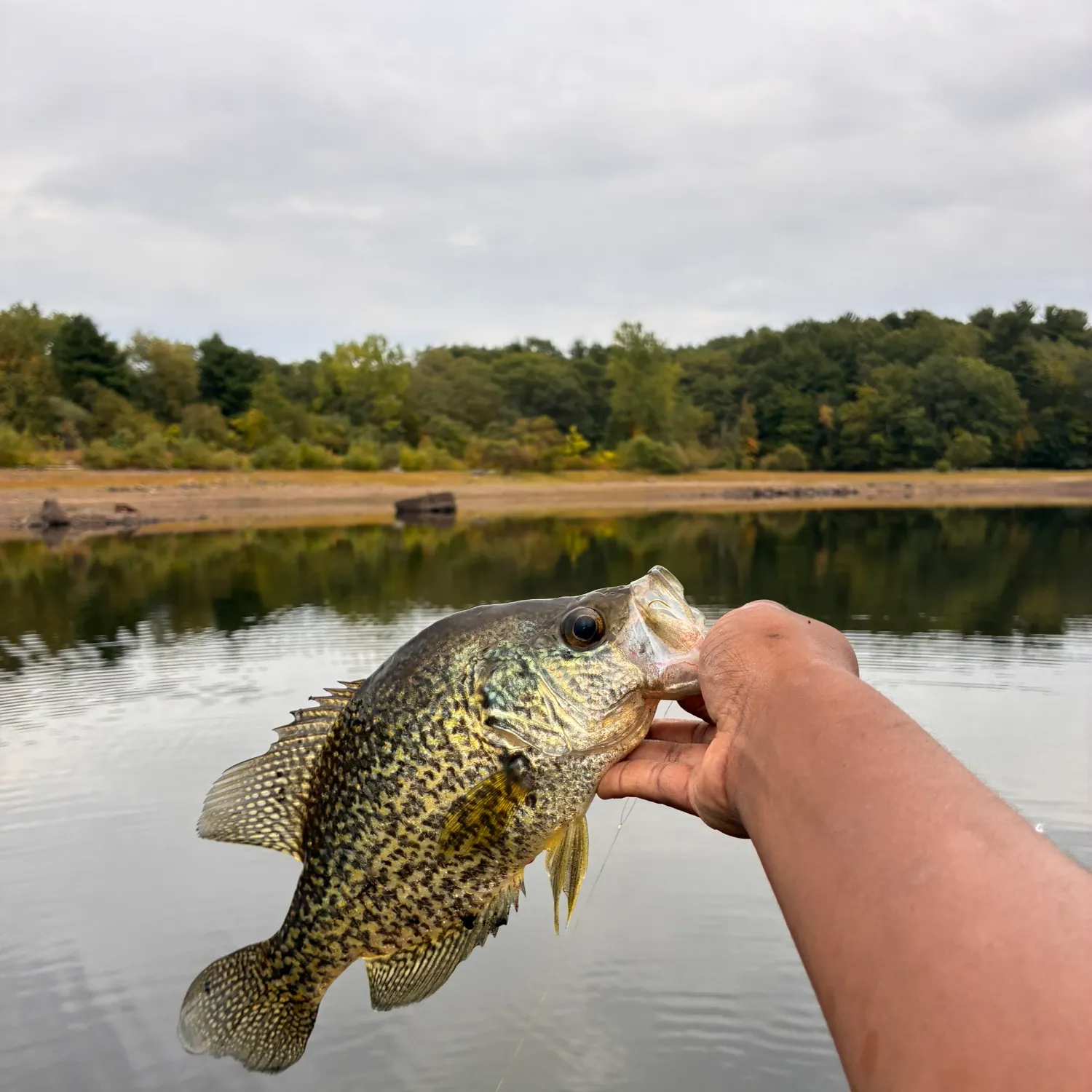 Black crappie caught on Fishbrain