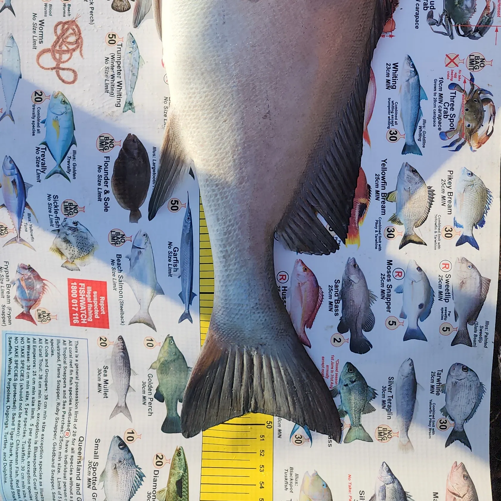 angler catch