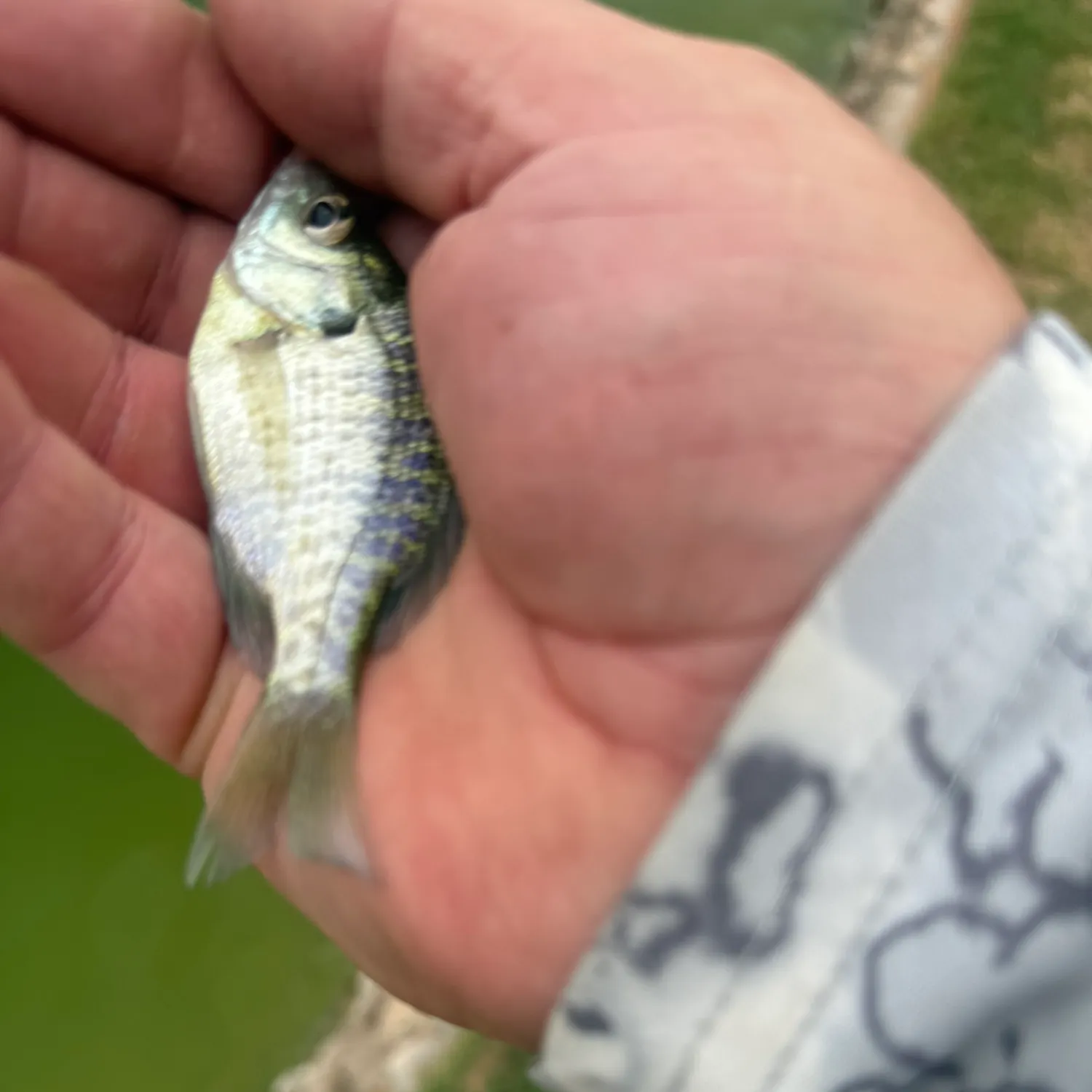 Bluegill caught on Fishbrain