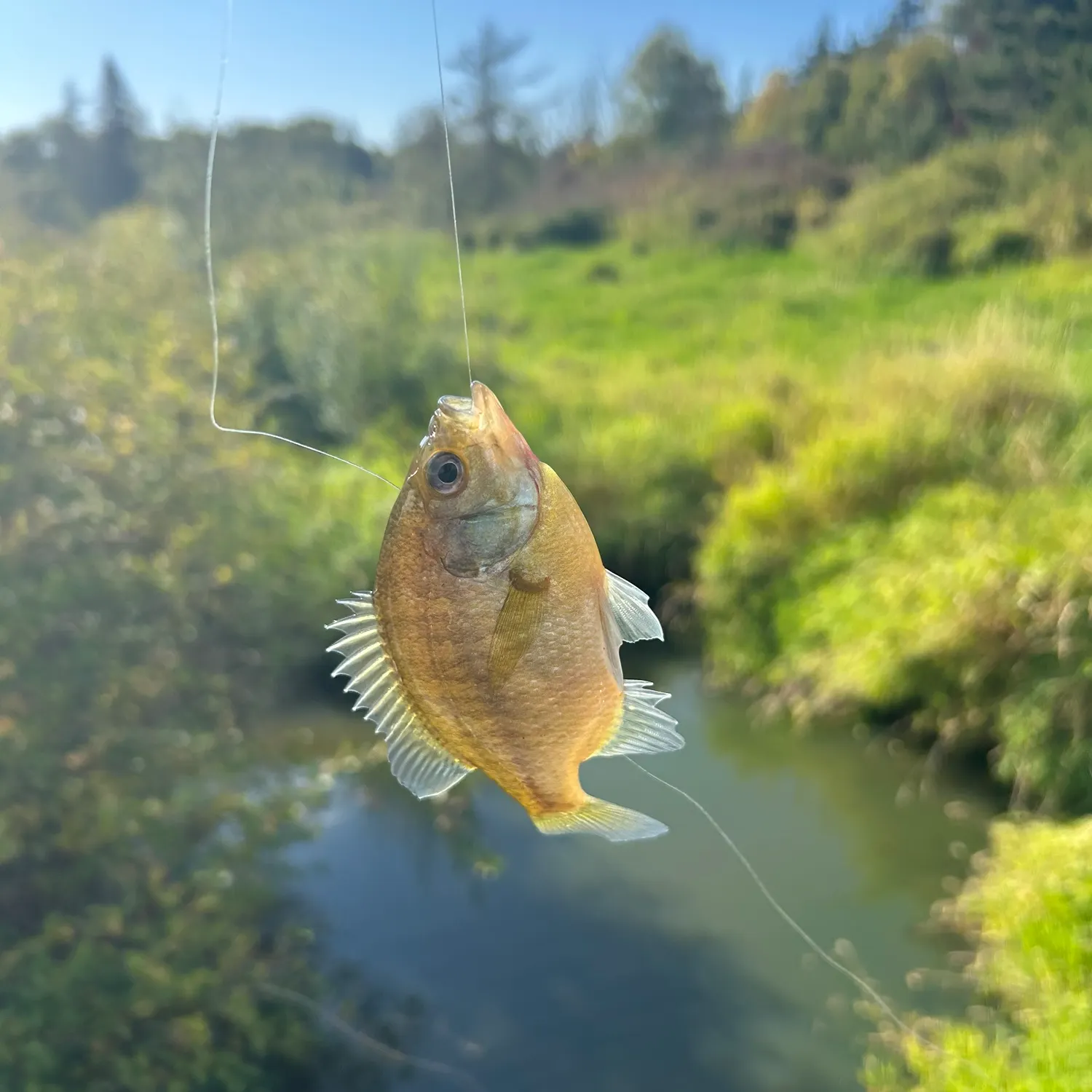 Bluegill caught on Fishbrain