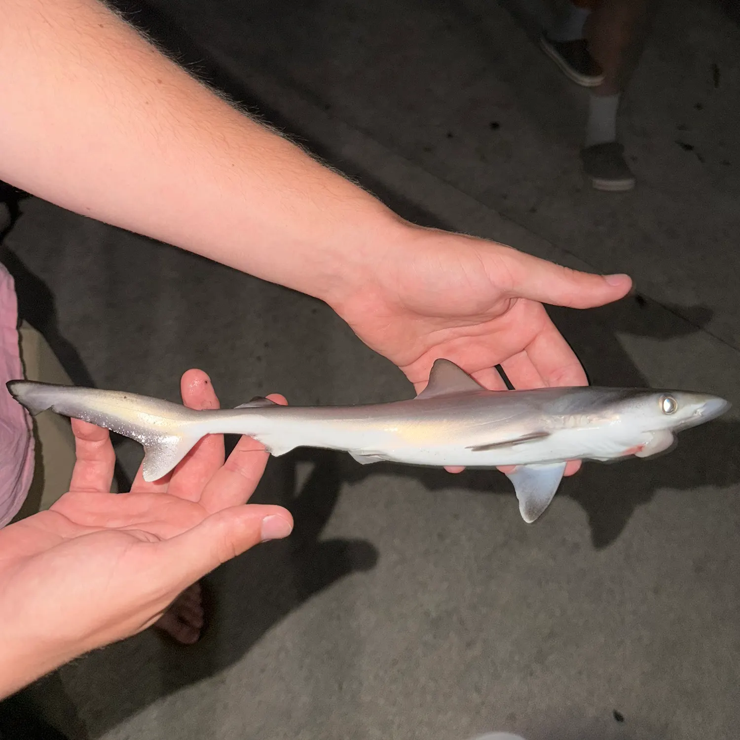 The most recent Blacktip shark catches on Fishbrain