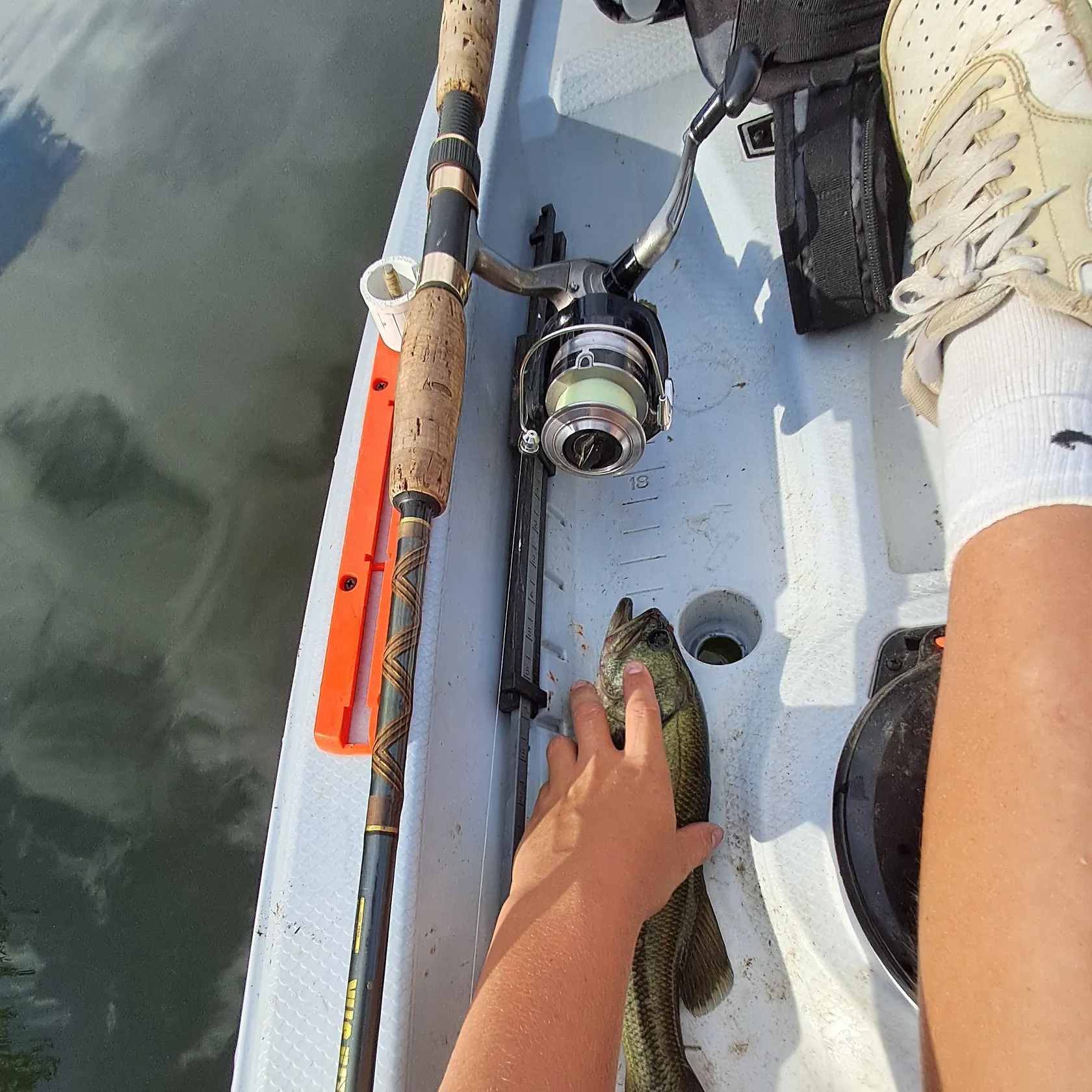 Largemouth bass caught on Fishbrain
