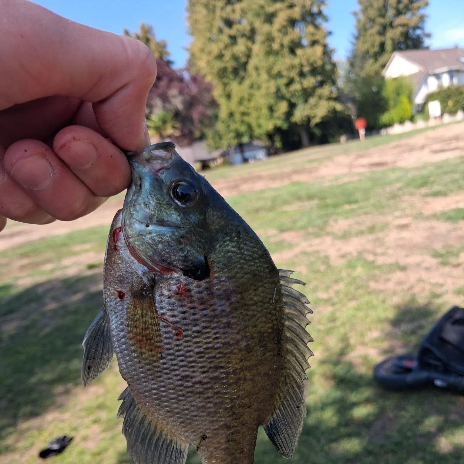 catch