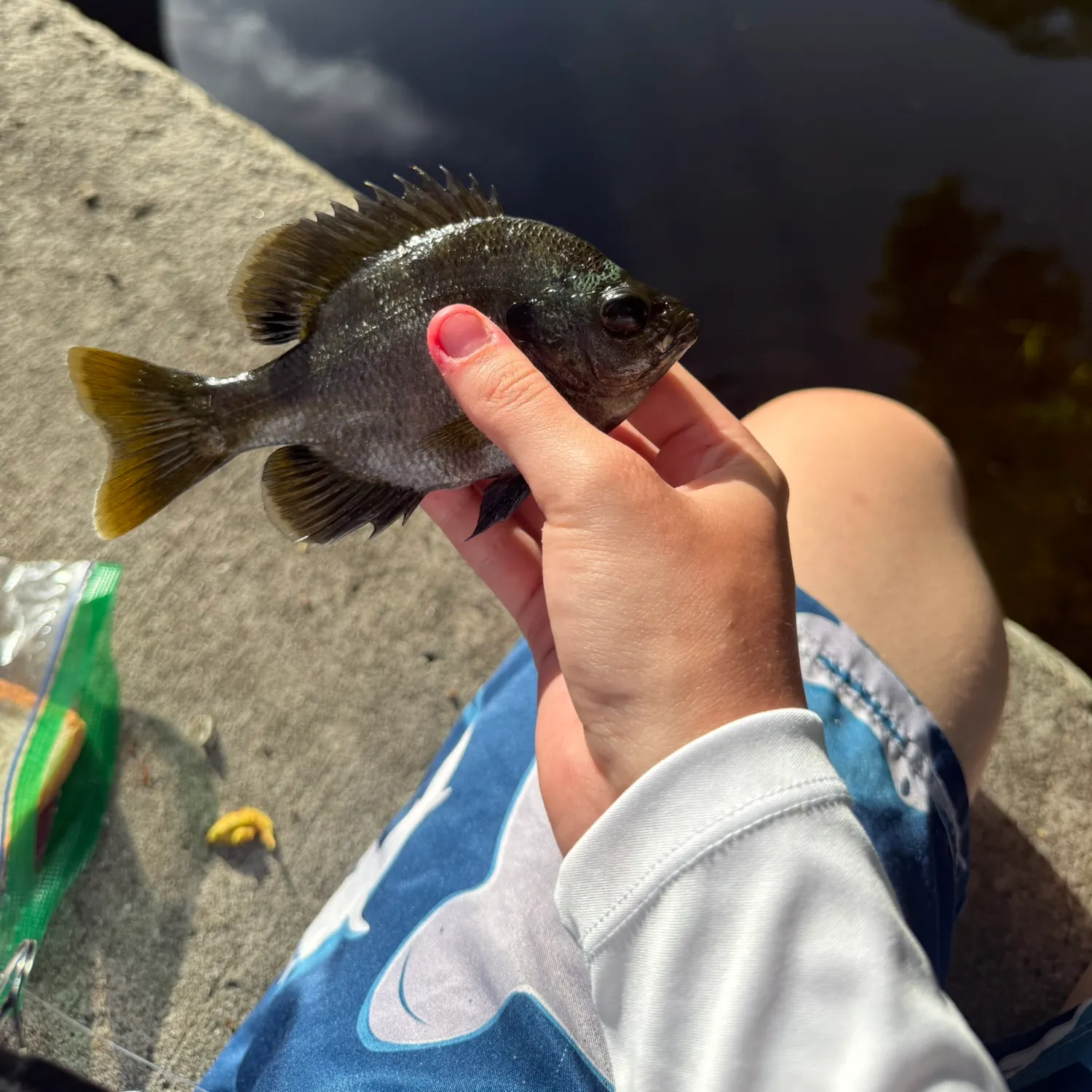 Bluegill caught on Fishbrain