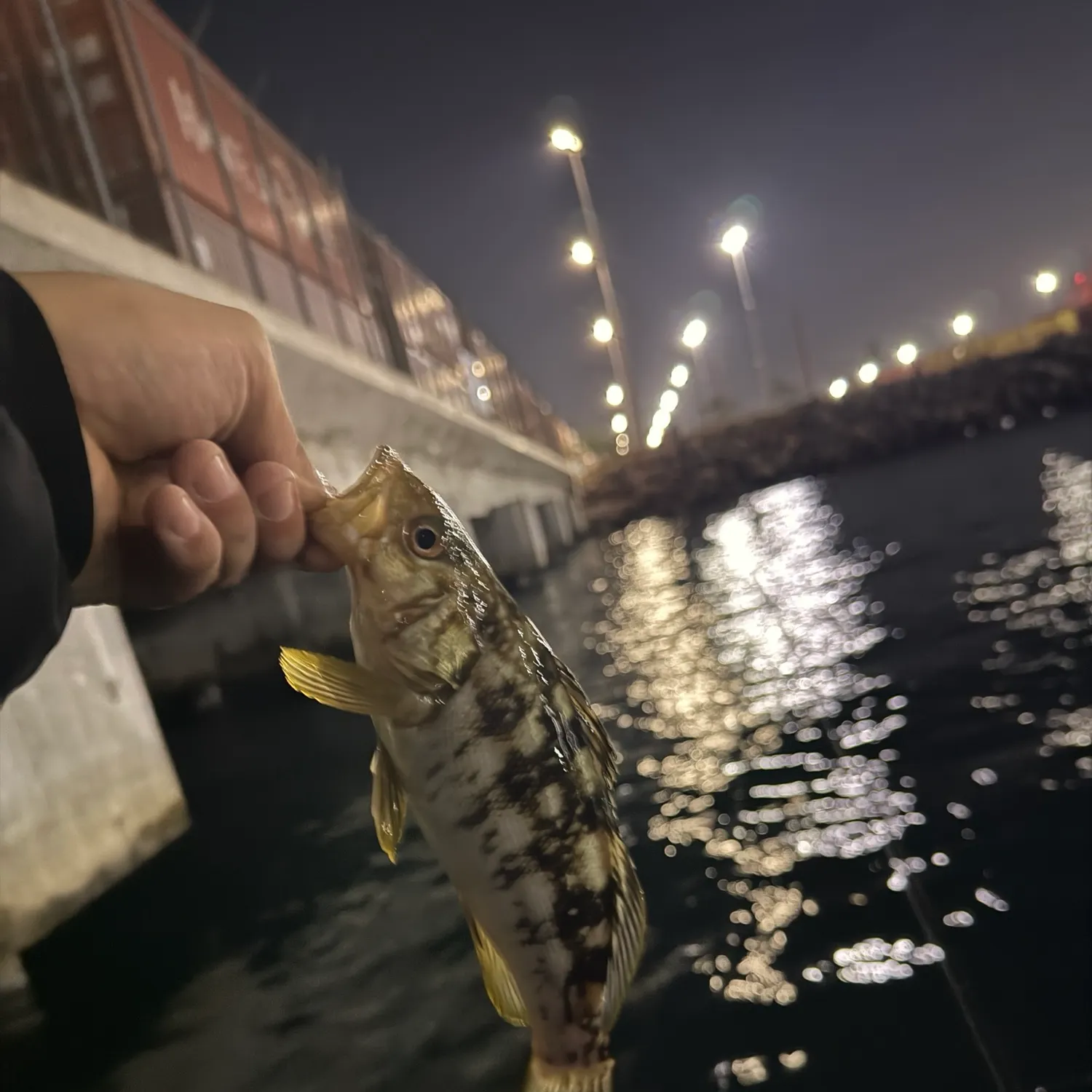 The most recent Kelp bass catches on Fishbrain