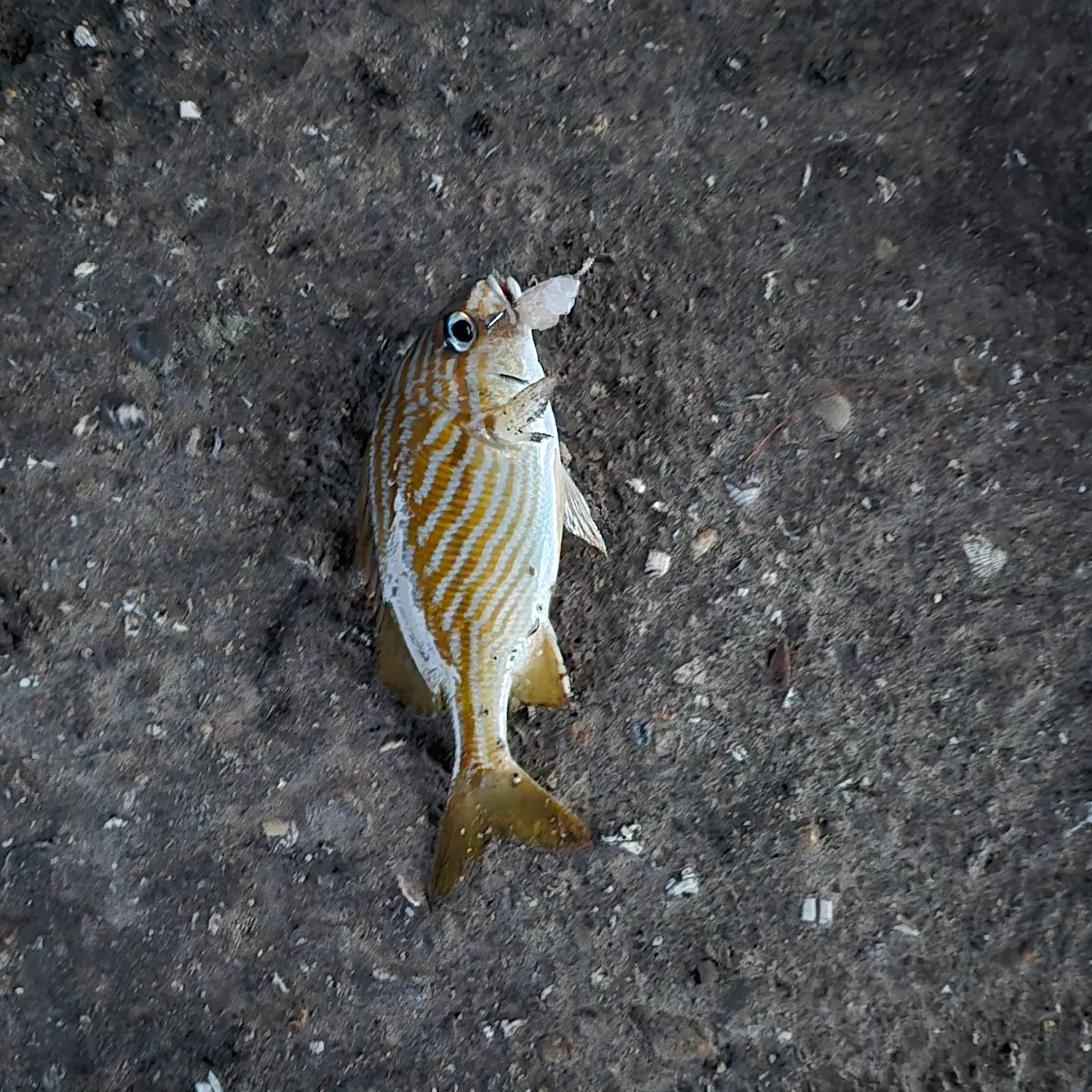 The most recent French grunt catches on Fishbrain