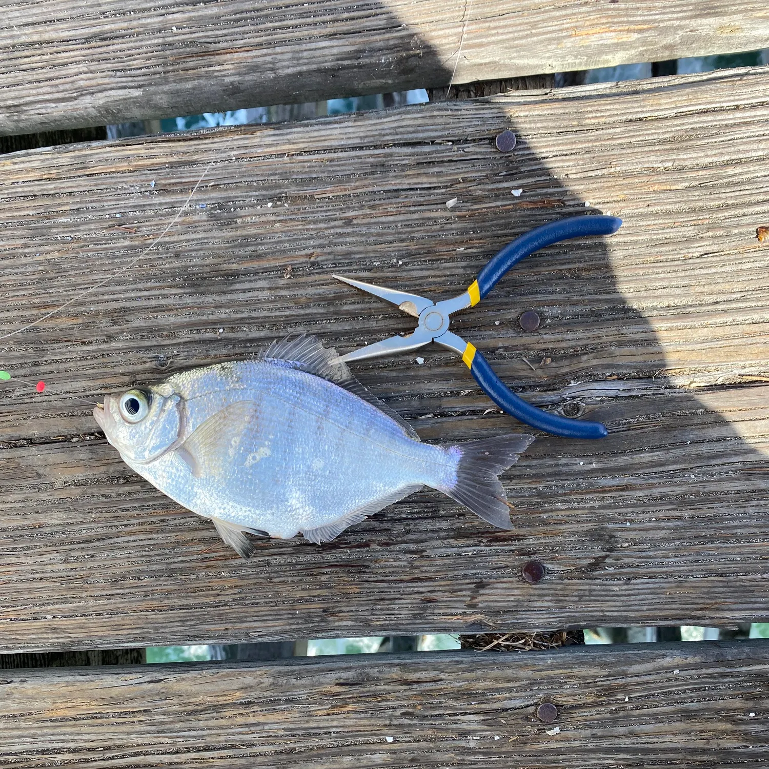 The most recent Walleye surfperch catches on Fishbrain