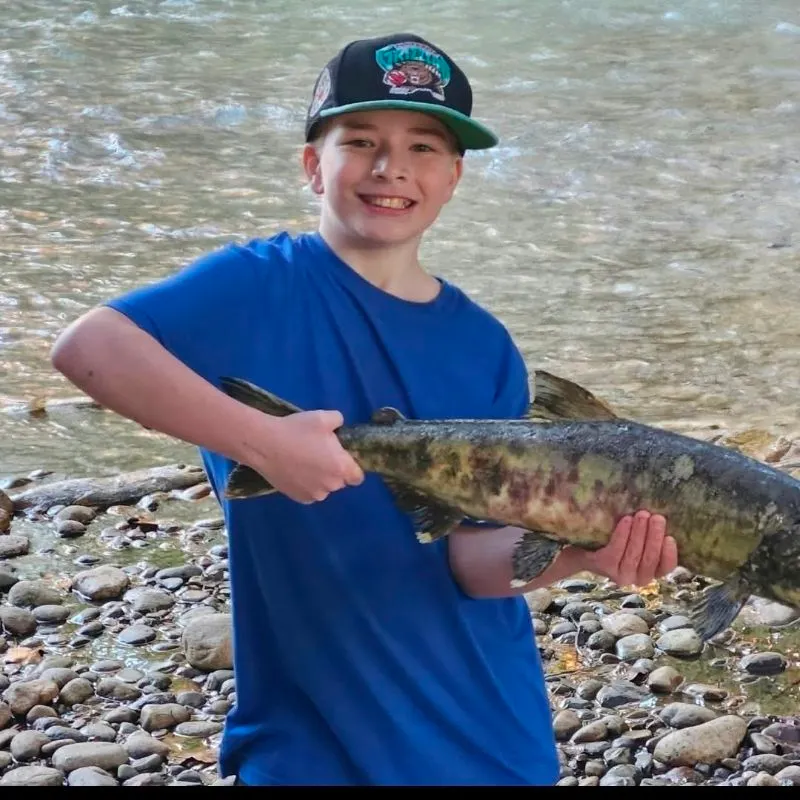 Chum salmon caught on Fishbrain