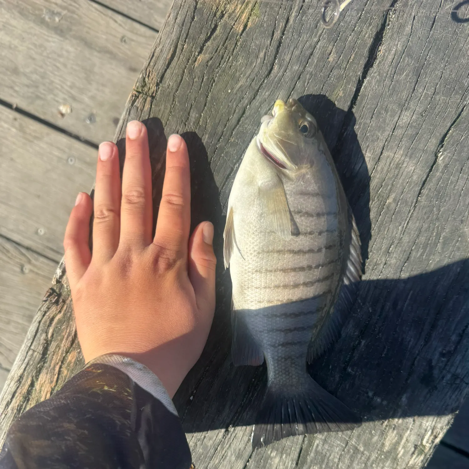 Luderick caught on Fishbrain