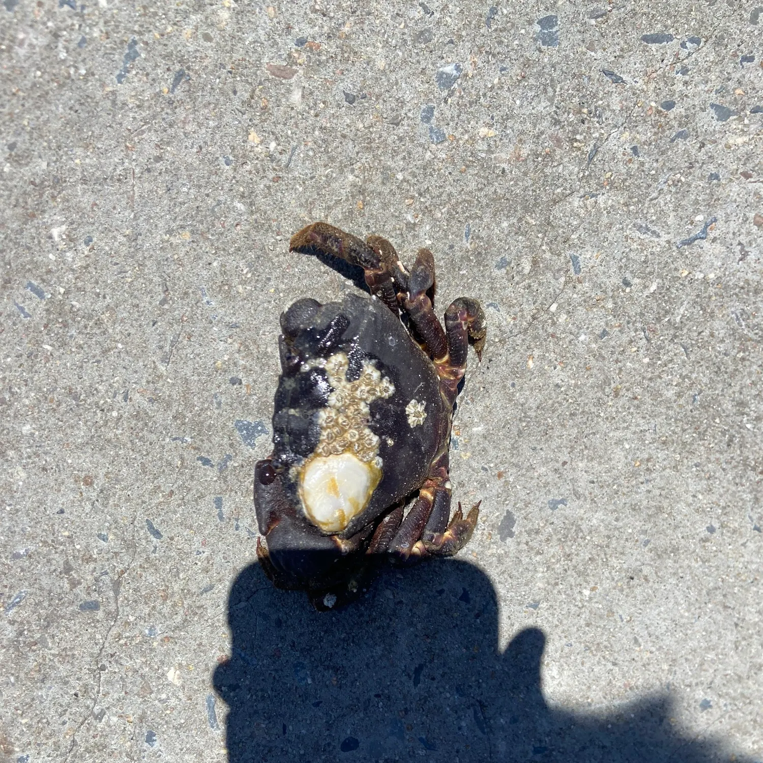 The most recent Pacific rock crab catches on Fishbrain