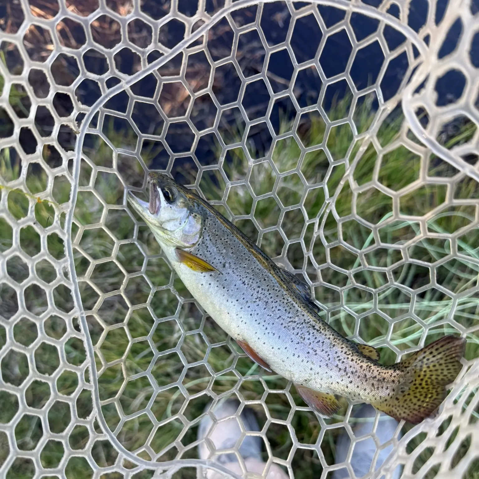The most recent Apache trout catches on Fishbrain
