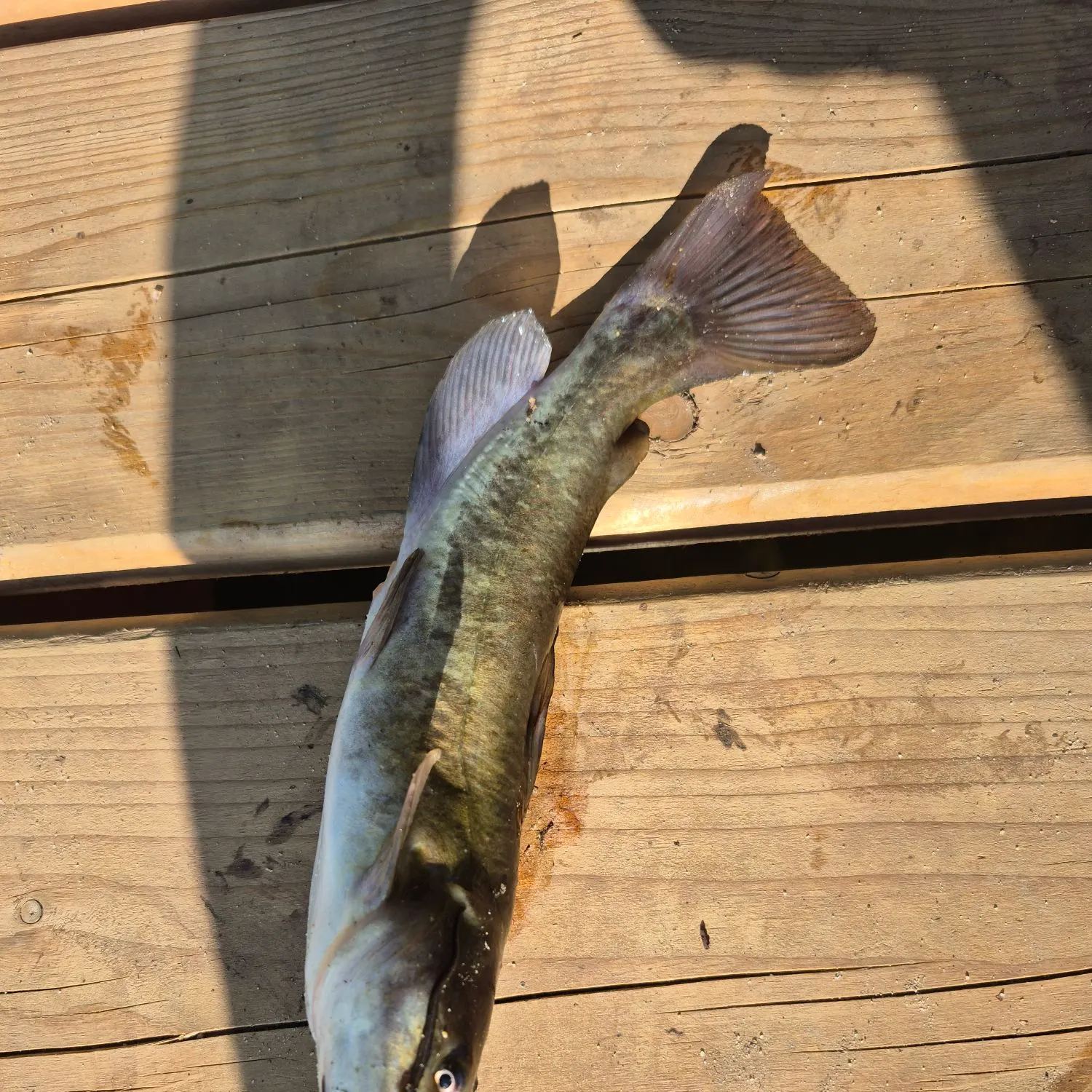 Channel catfish caught on Fishbrain