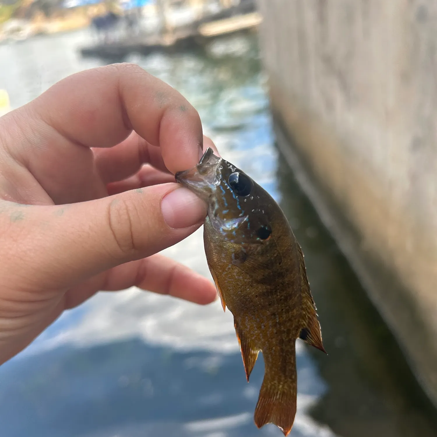 Green sunfish caught on Fishbrain