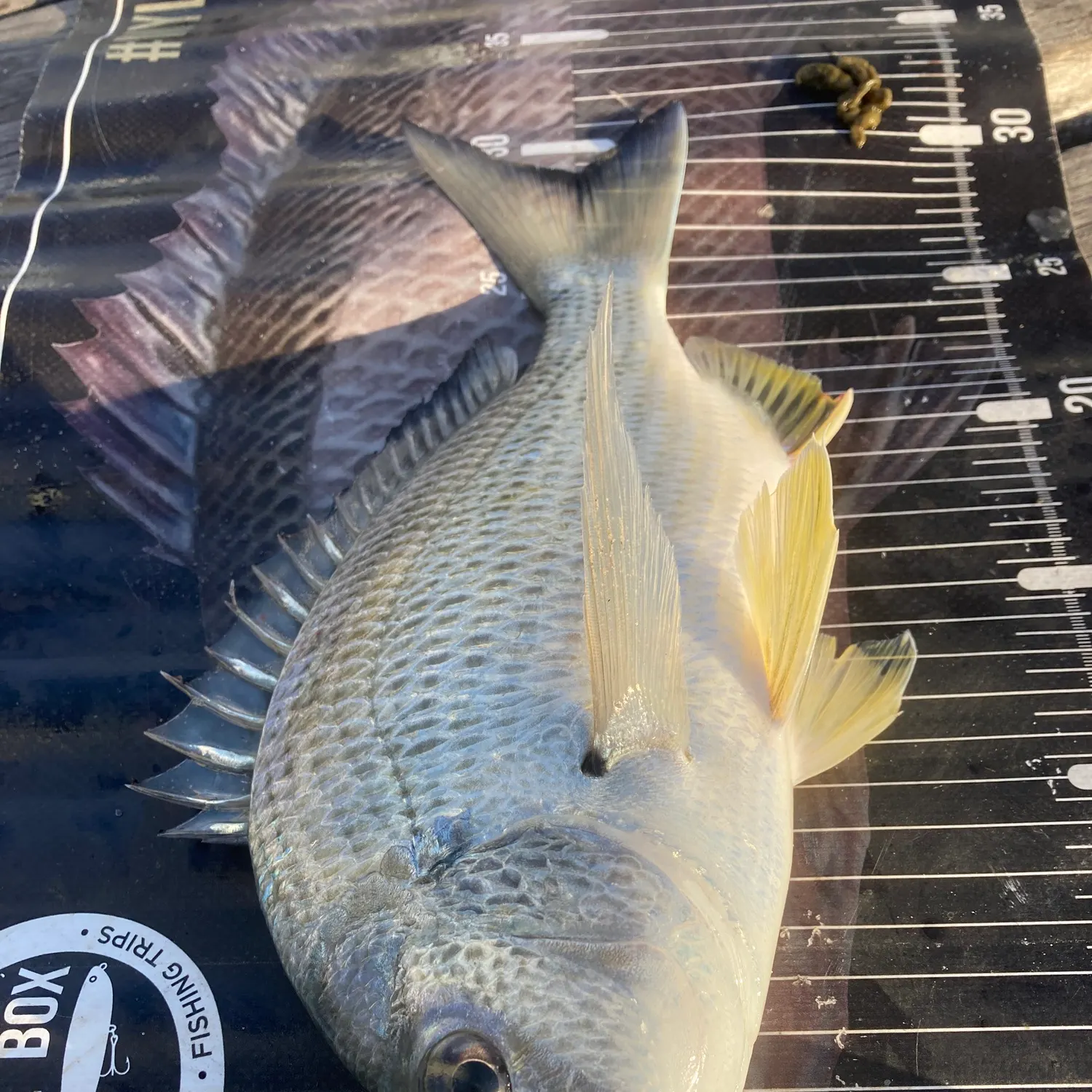 The most recent Surf bream catches on Fishbrain