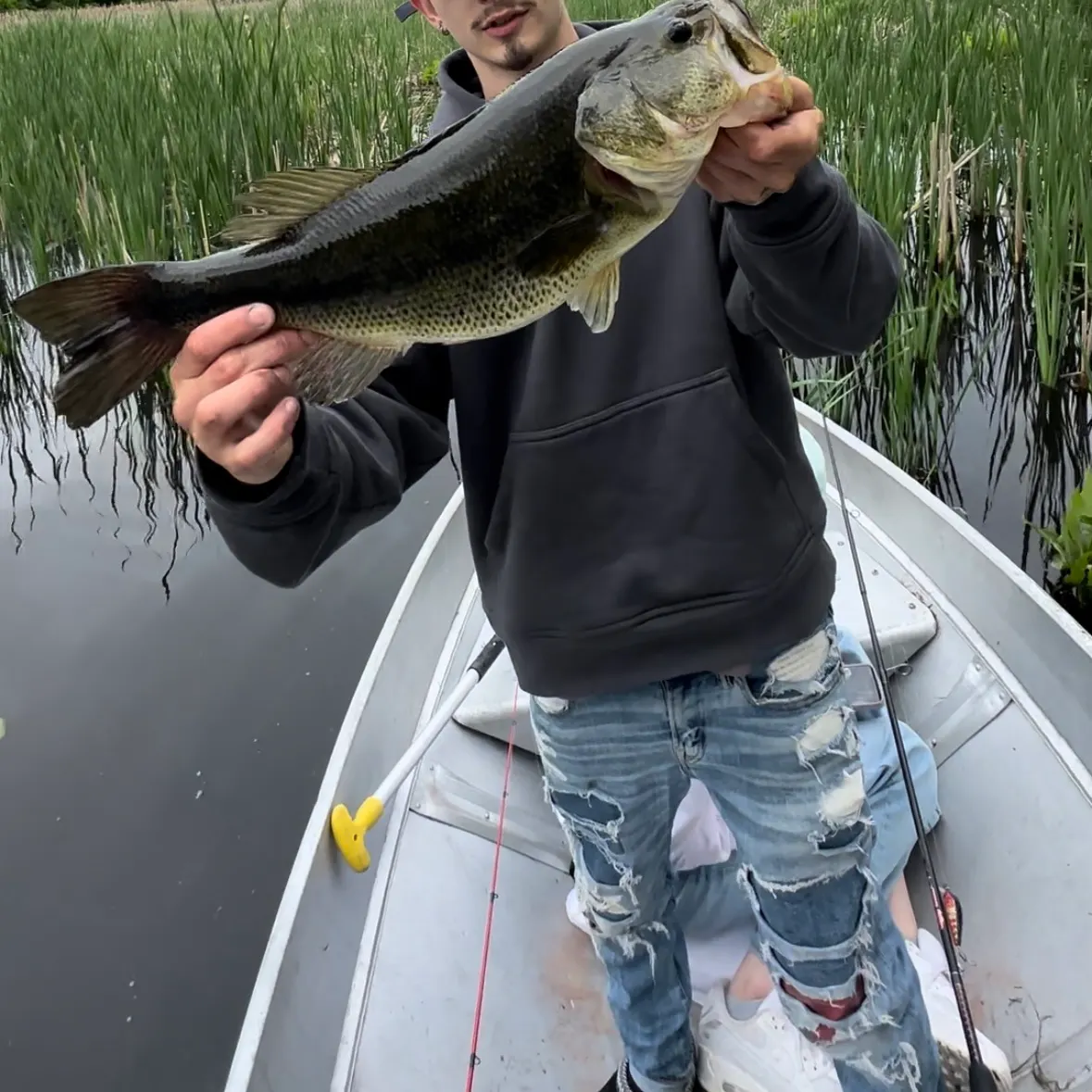 Largemouth bass caught on Fishbrain