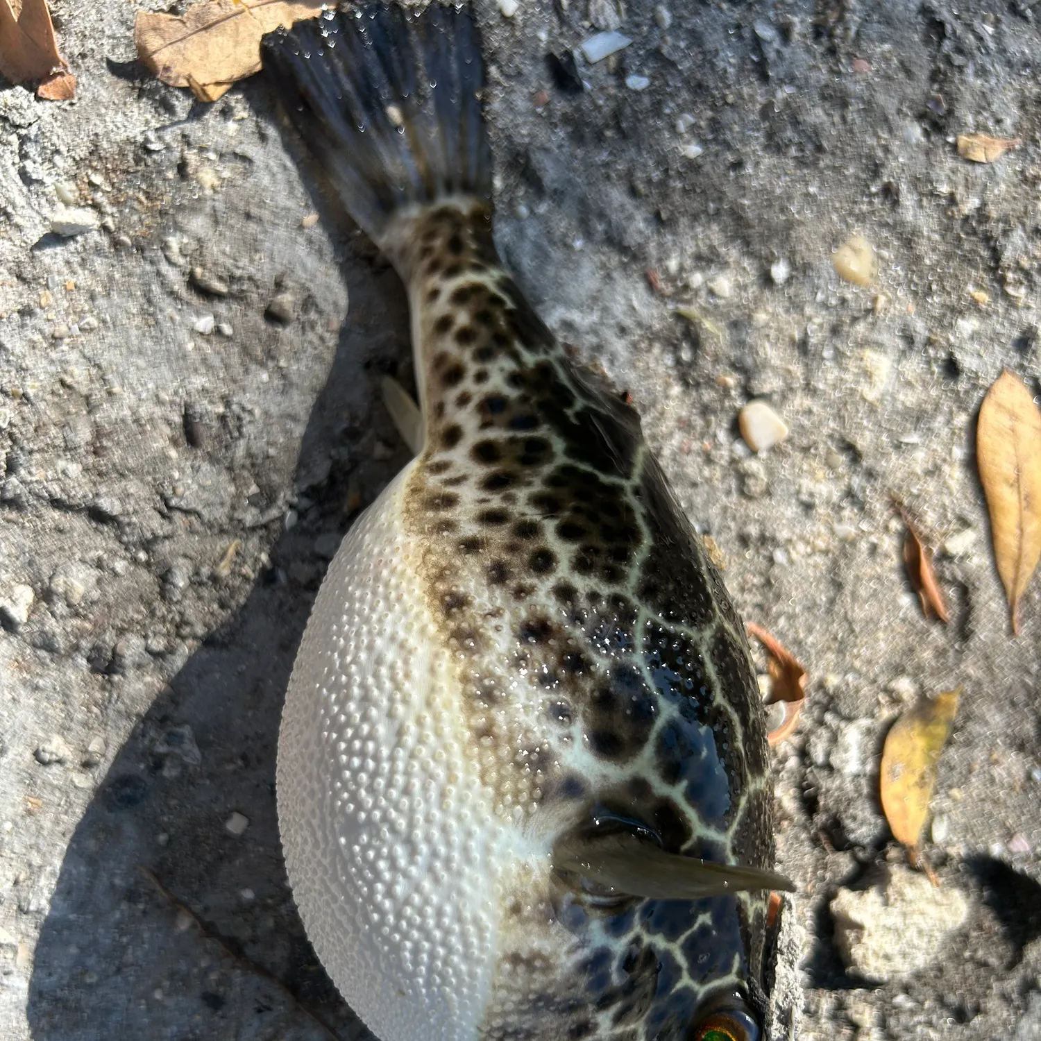 The most recent Checkered puffer catches on Fishbrain
