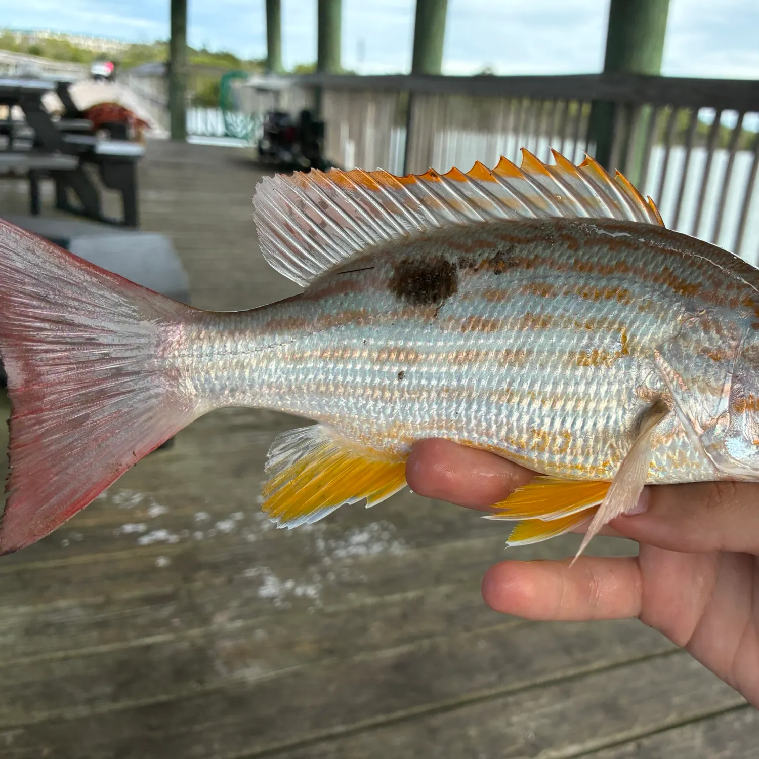 Lane snapper caught on Fishbrain