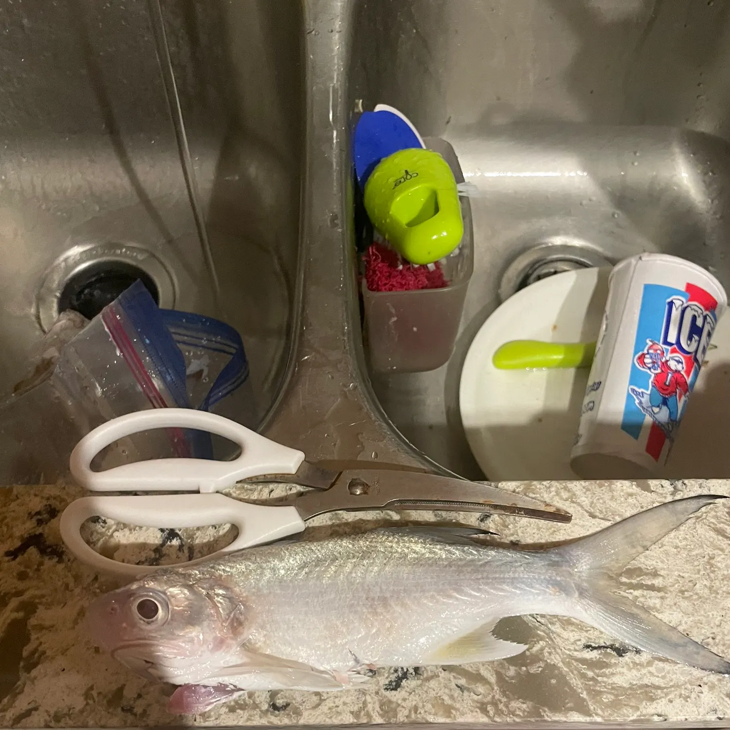 The most recent Sixfinger threadfin catches on Fishbrain