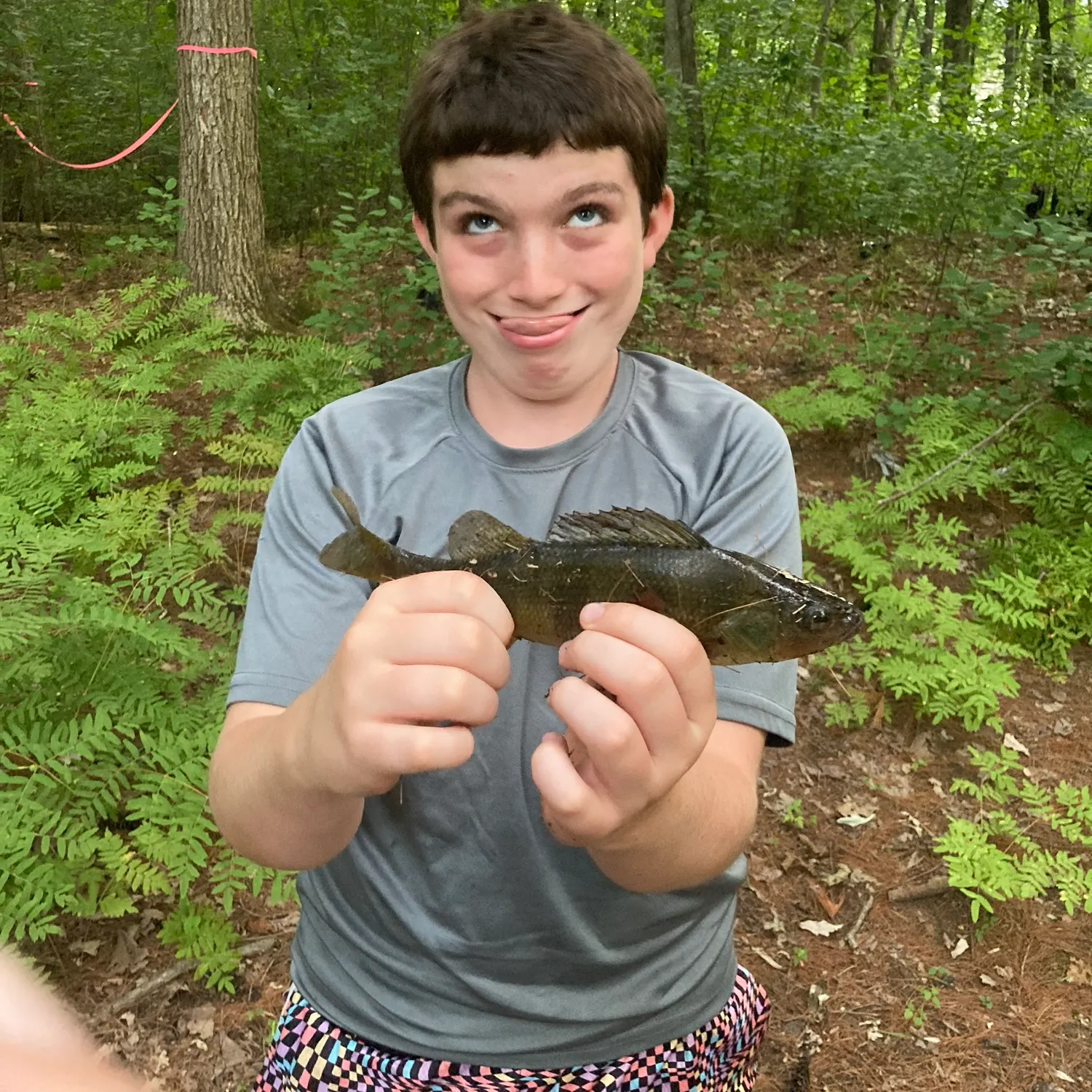 Yellow perch caught on Fishbrain