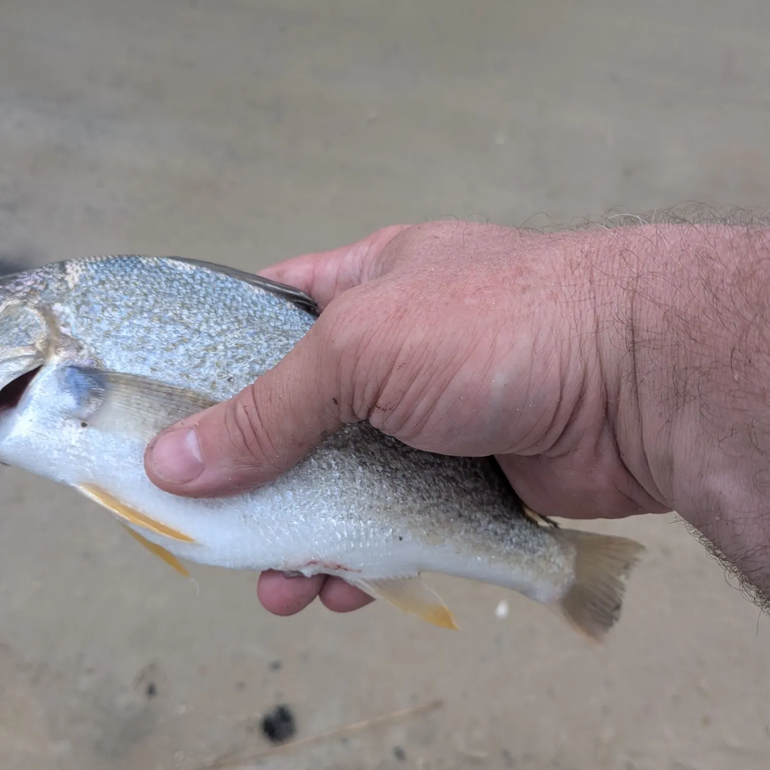 Atlantic croaker caught on Fishbrain