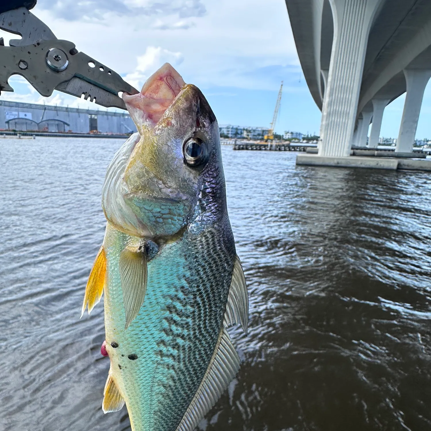 Atlantic croaker caught on Fishbrain