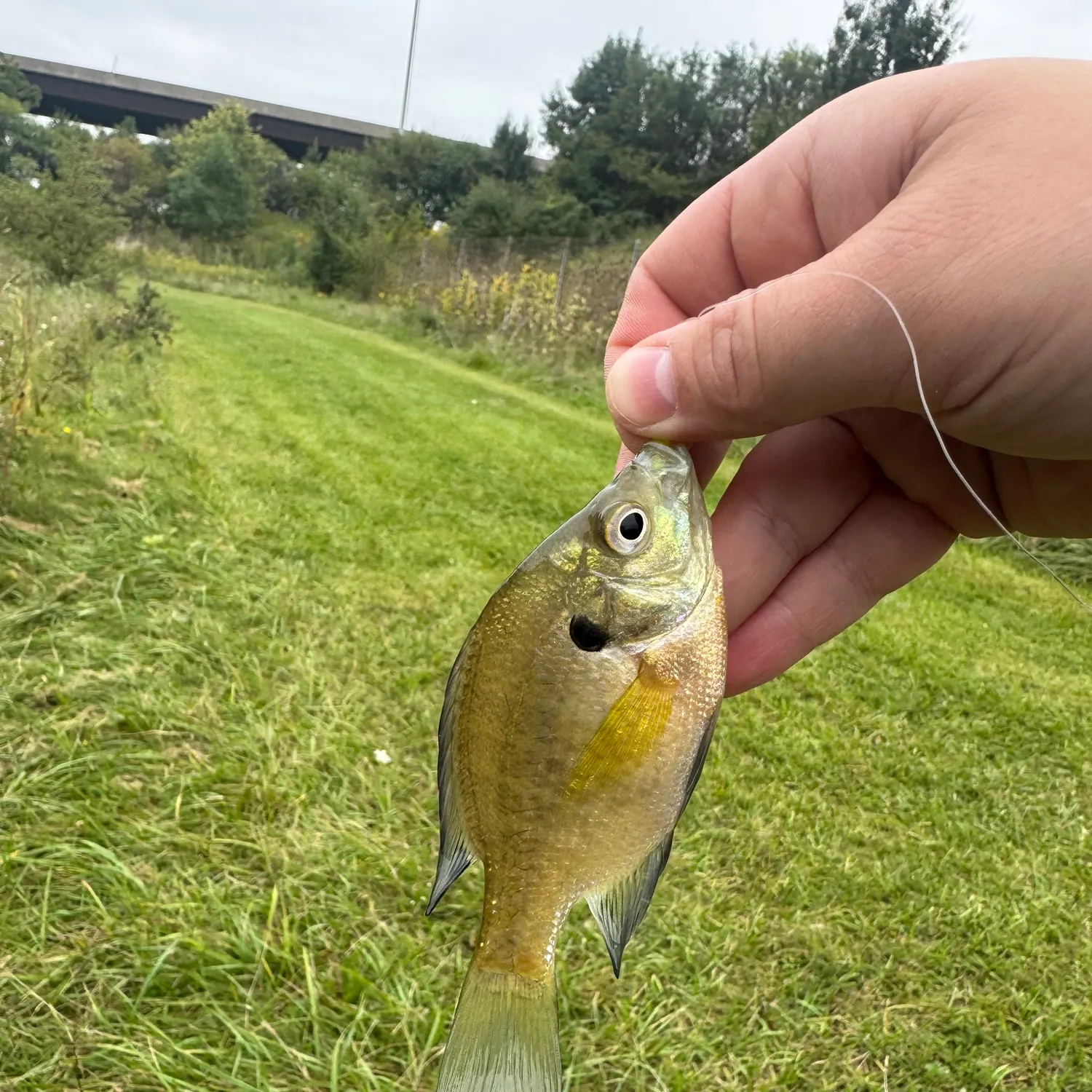 Bluegill caught on Fishbrain