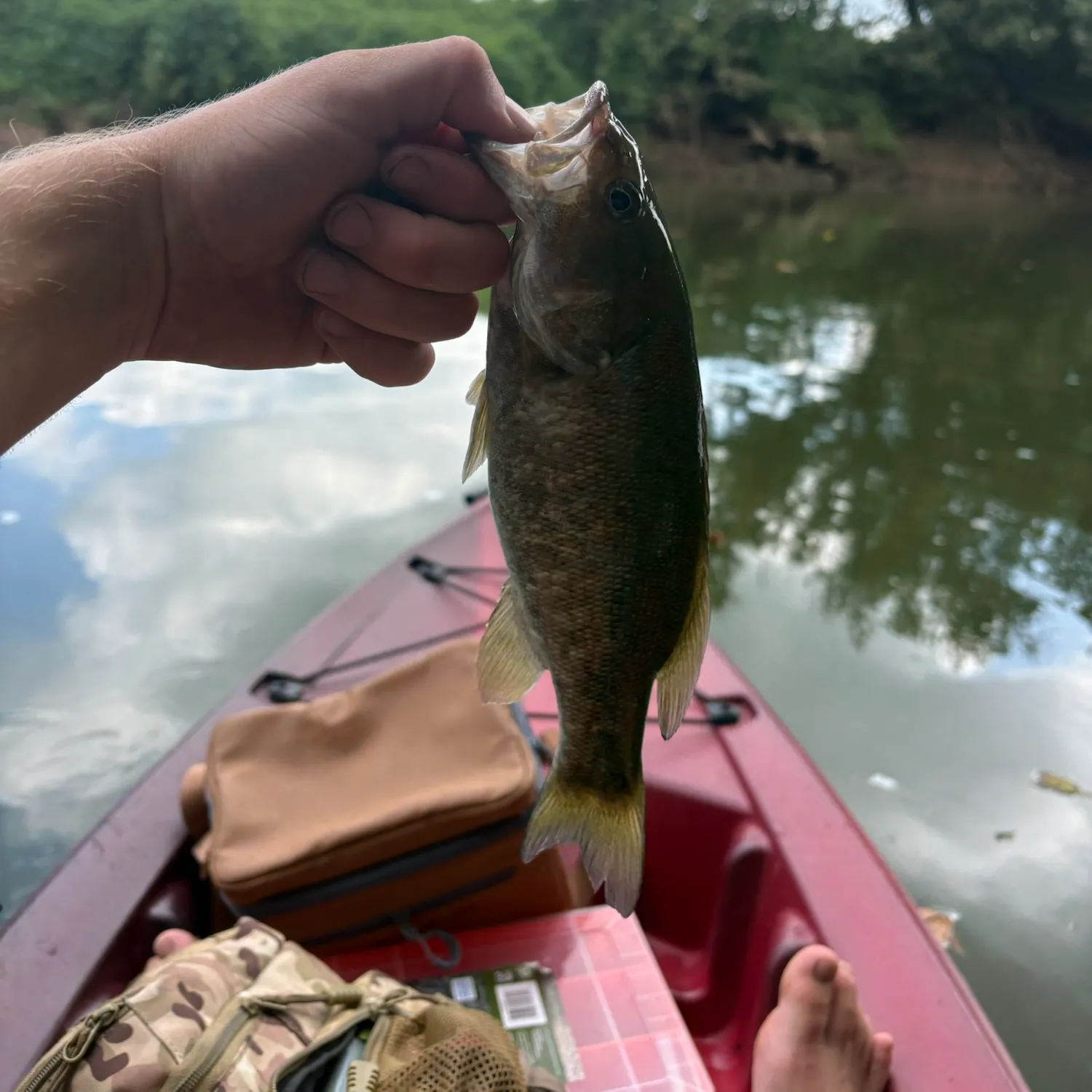 Smallmouth bass caught on Fishbrain