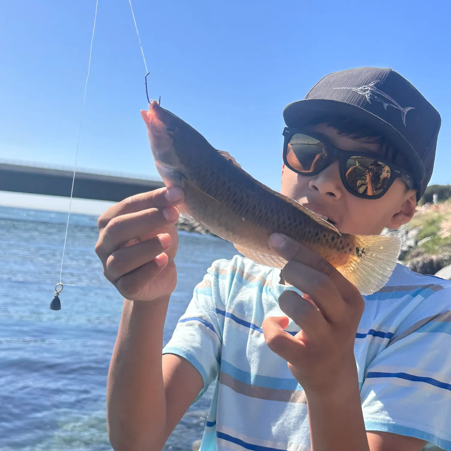 The most recent Rock wrasse catches on Fishbrain