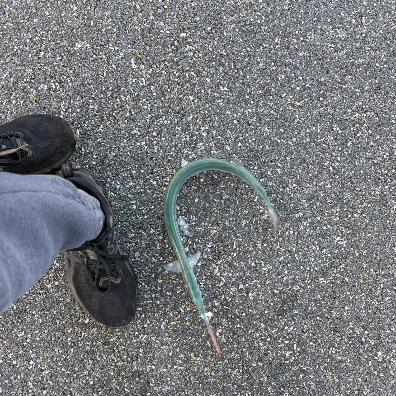 The most recent European garfish catches on Fishbrain