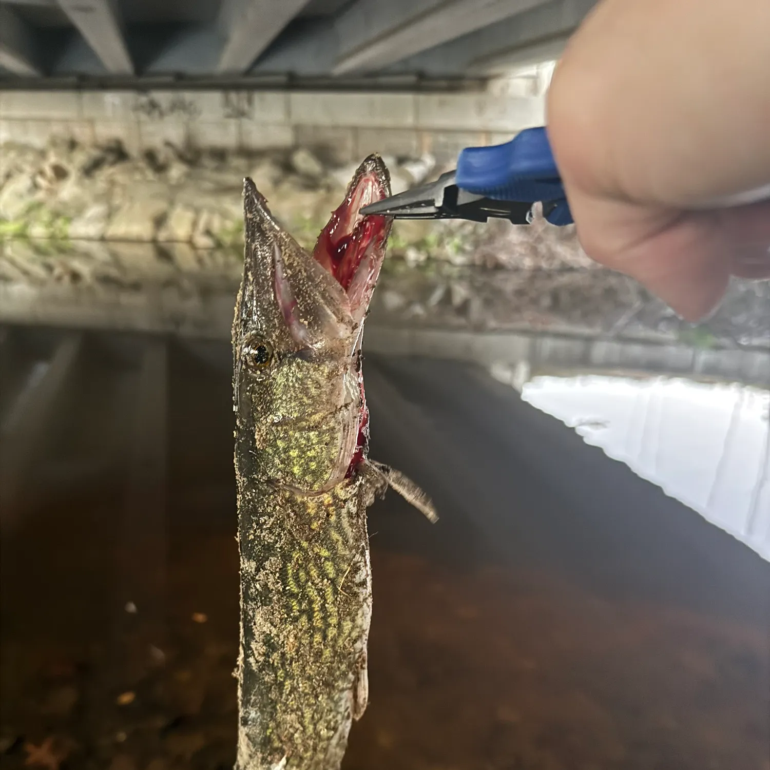 The most recent Chain pickerel catches on Fishbrain