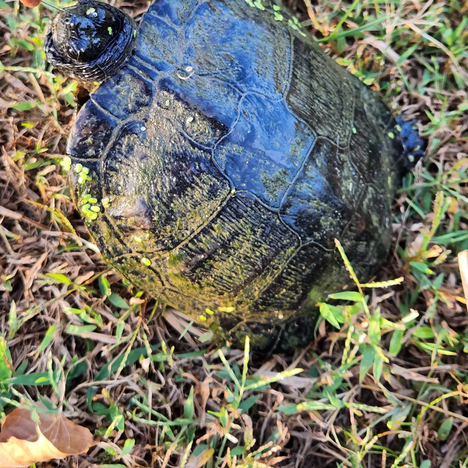 Pond slider turtle caught on Fishbrain