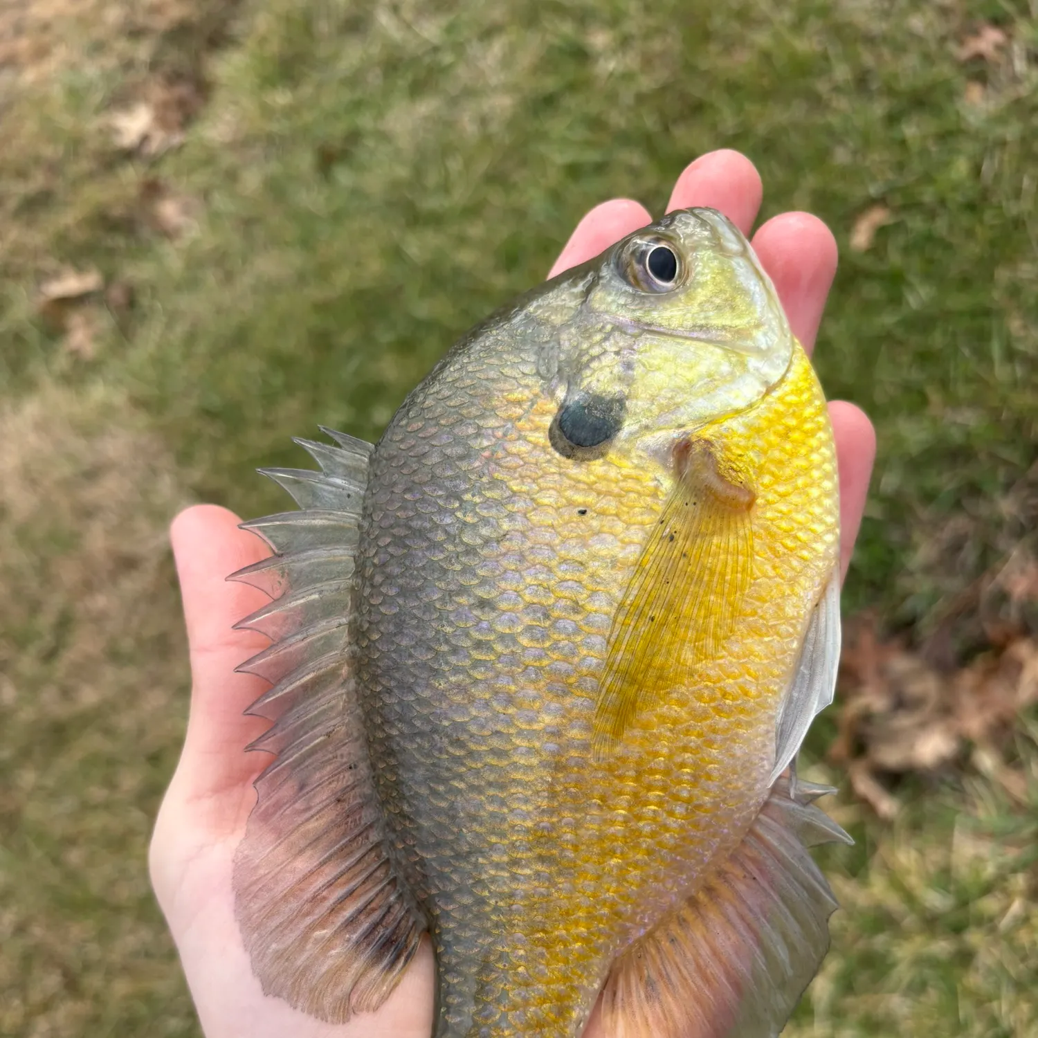 The most recent Bluegill catches on Fishbrain