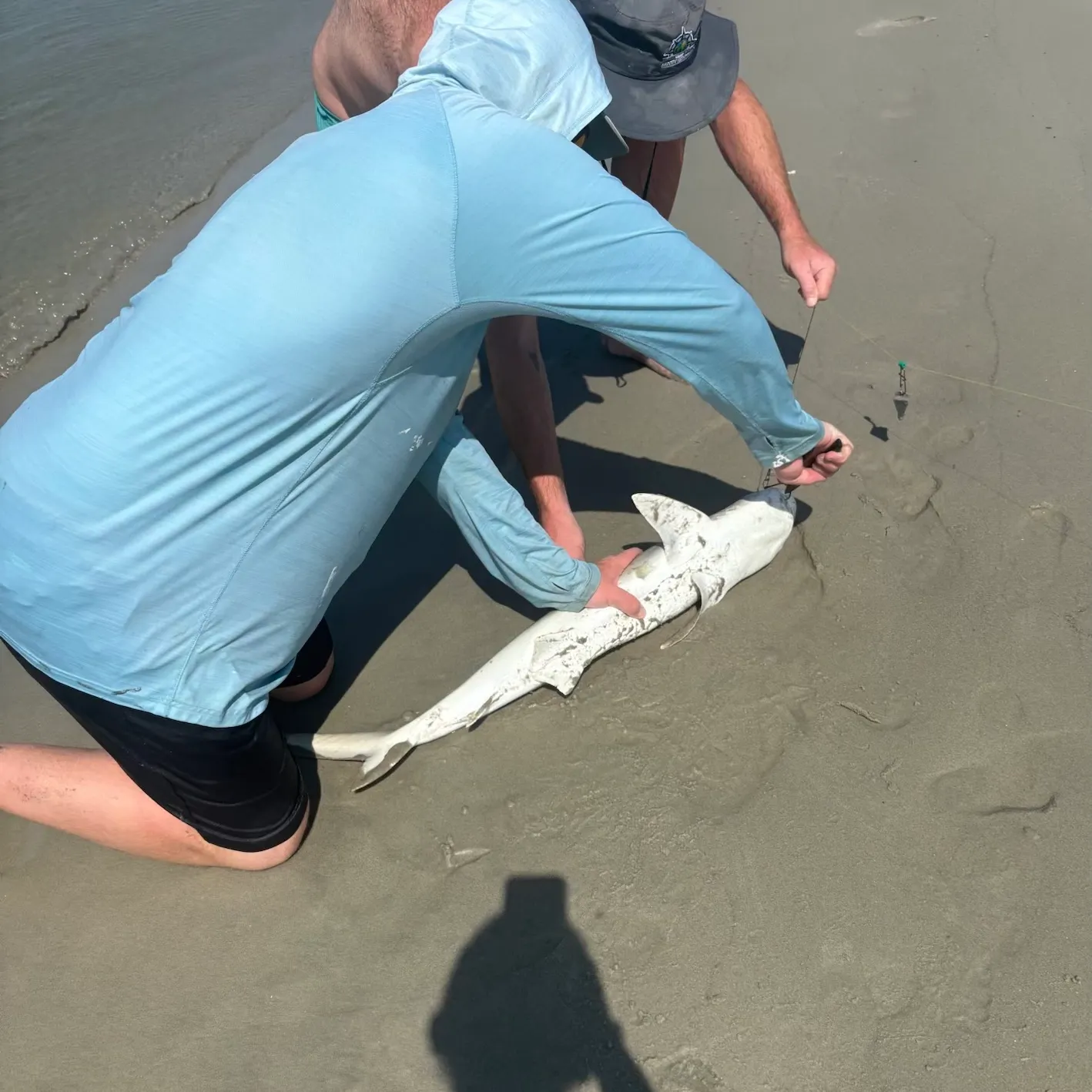 Atlantic sharpnose shark caught on Fishbrain