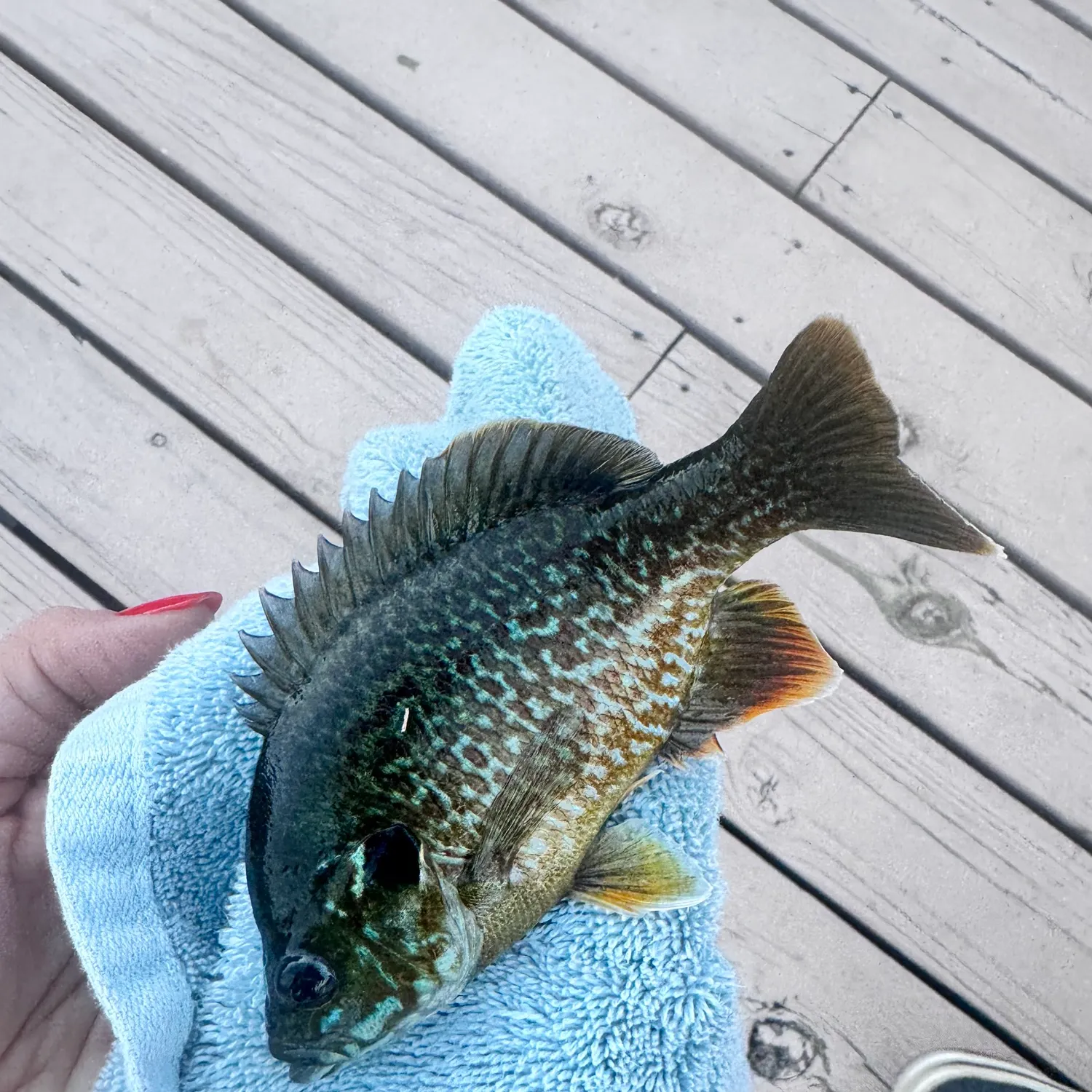 recently logged catches