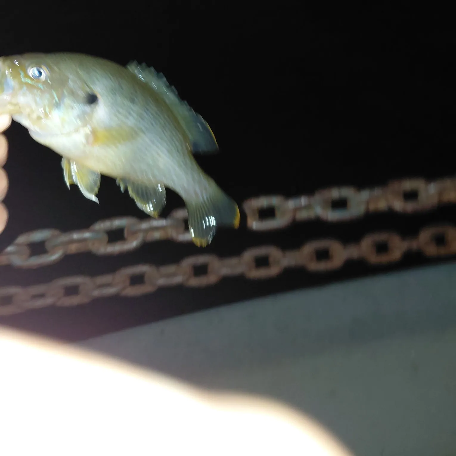 Wargill hybrid caught on Fishbrain