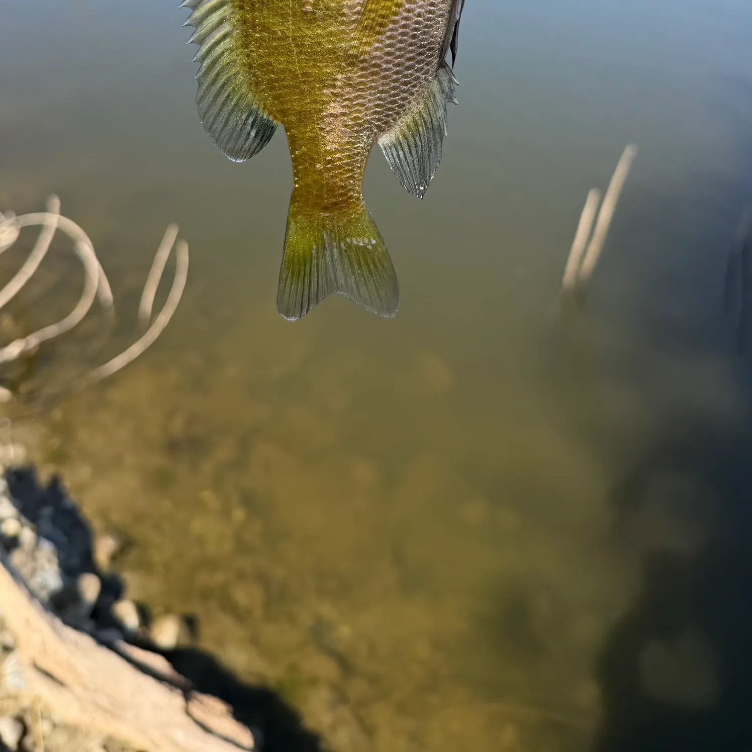 Bluegill caught on Fishbrain
