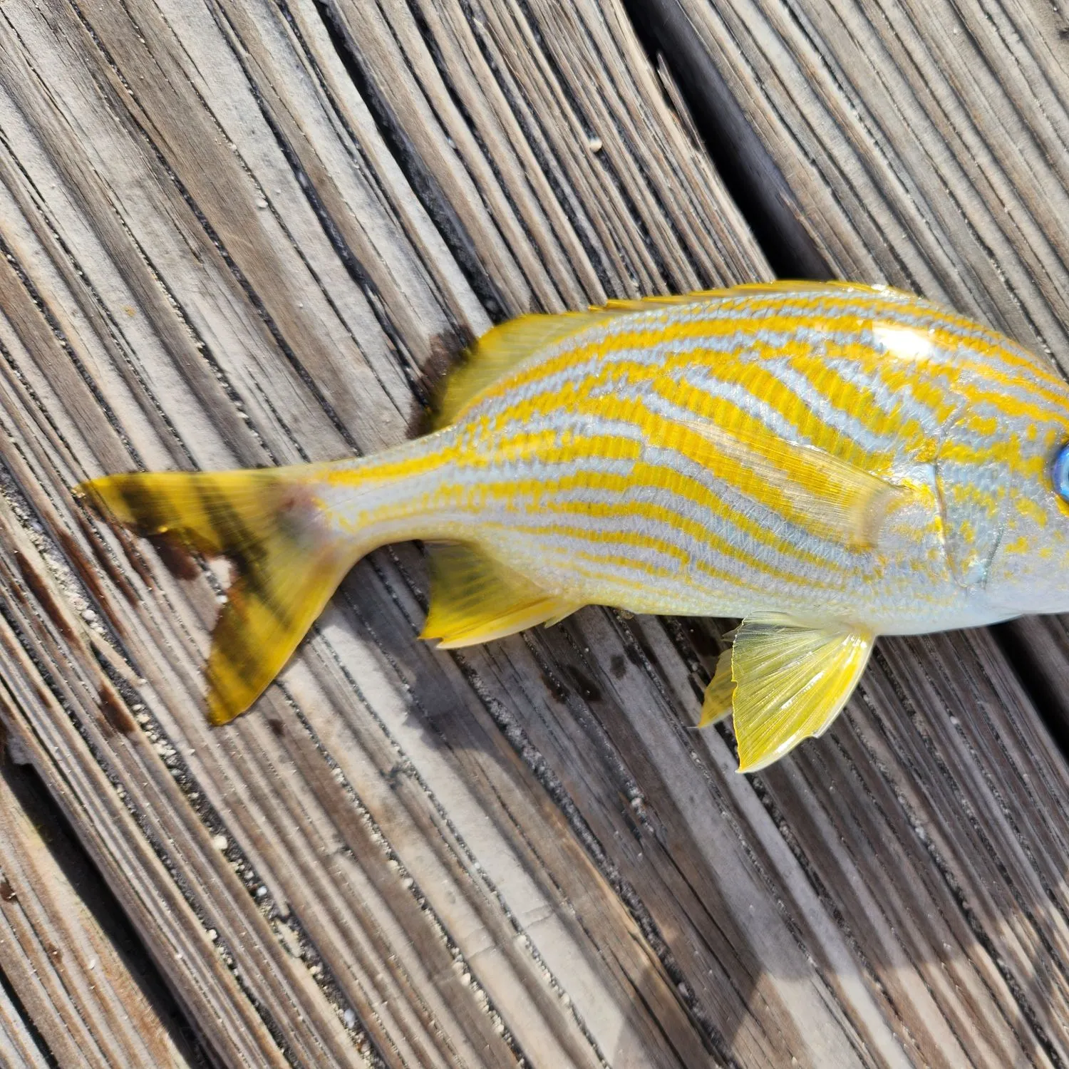 The most recent French grunt catches on Fishbrain