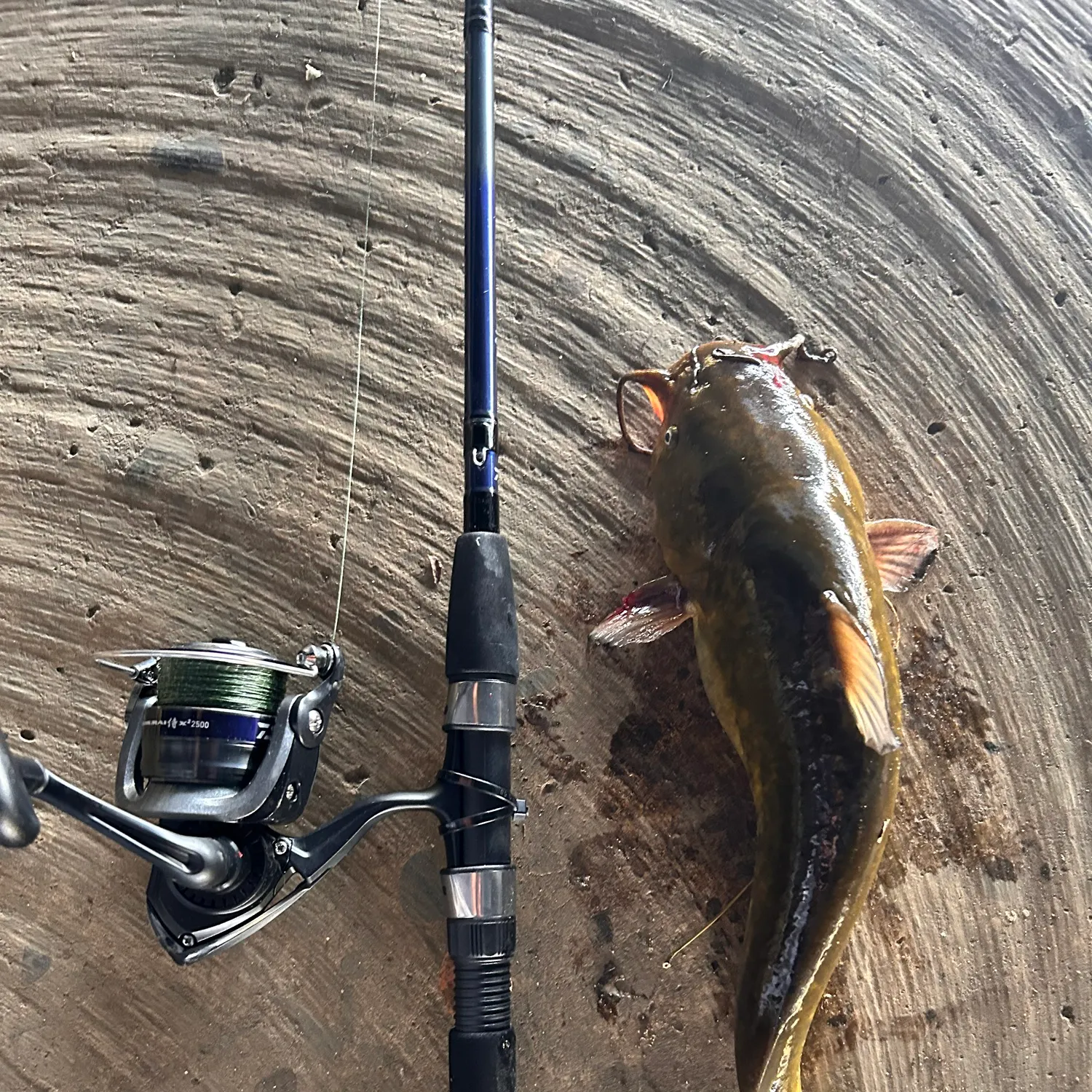 recently logged catches